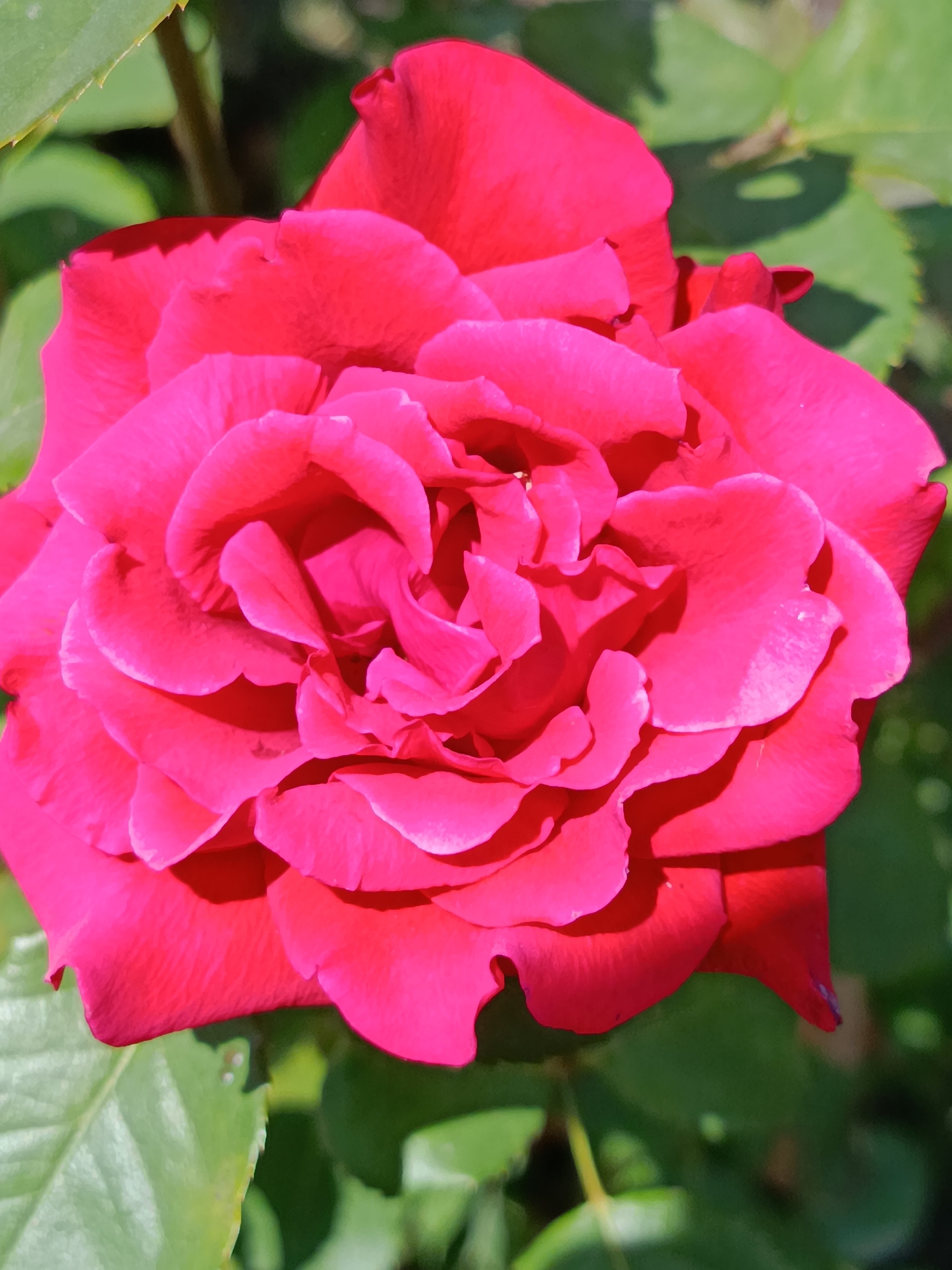 A close-up, vertical shot captures a vibrant, deep pink rose in full bloom, dominating the frame. The rose's petals are intricately layered, with some unfurling outwards and others curled inwards, creating a sense of depth and texture. The lighting highlights the velvety sheen of the petals, with soft shadows adding dimension. In the blurred background, lush green leaves and stems provide a natural setting, suggesting the rose is part of a garden or floral arrangement. There is no visible indication of Saratov, Russia, or any specific urban environment within the image. The scene is entirely focused on the rose and its immediate surroundings.