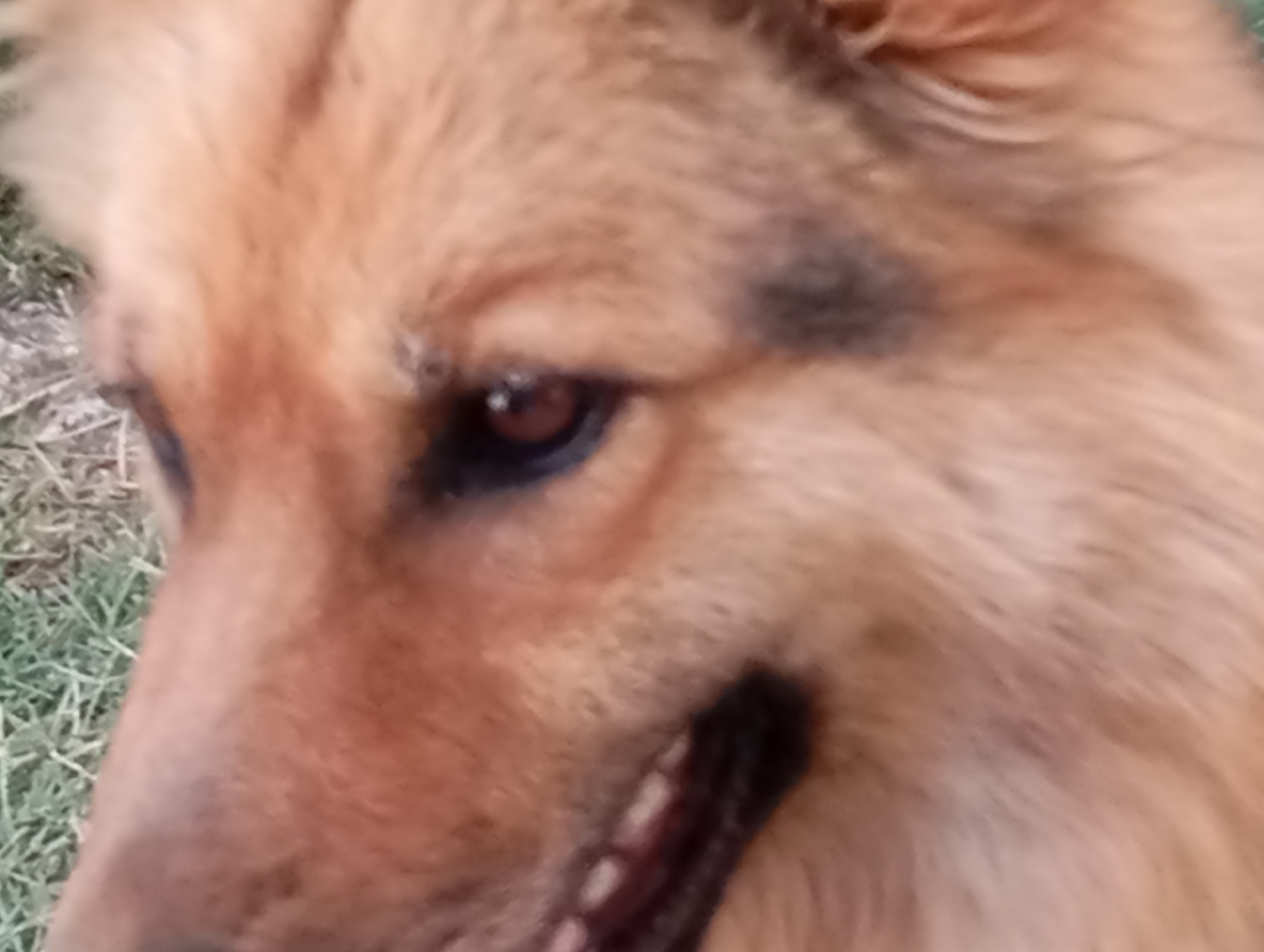 A close-up, slightly out-of-focus, headshot of a tan and brown dog. The dog's left eye is visible, along with its snout and mouth which is slightly open, revealing some teeth. The background is blurry green grass and some brown dirt. The image is taken outdoors.