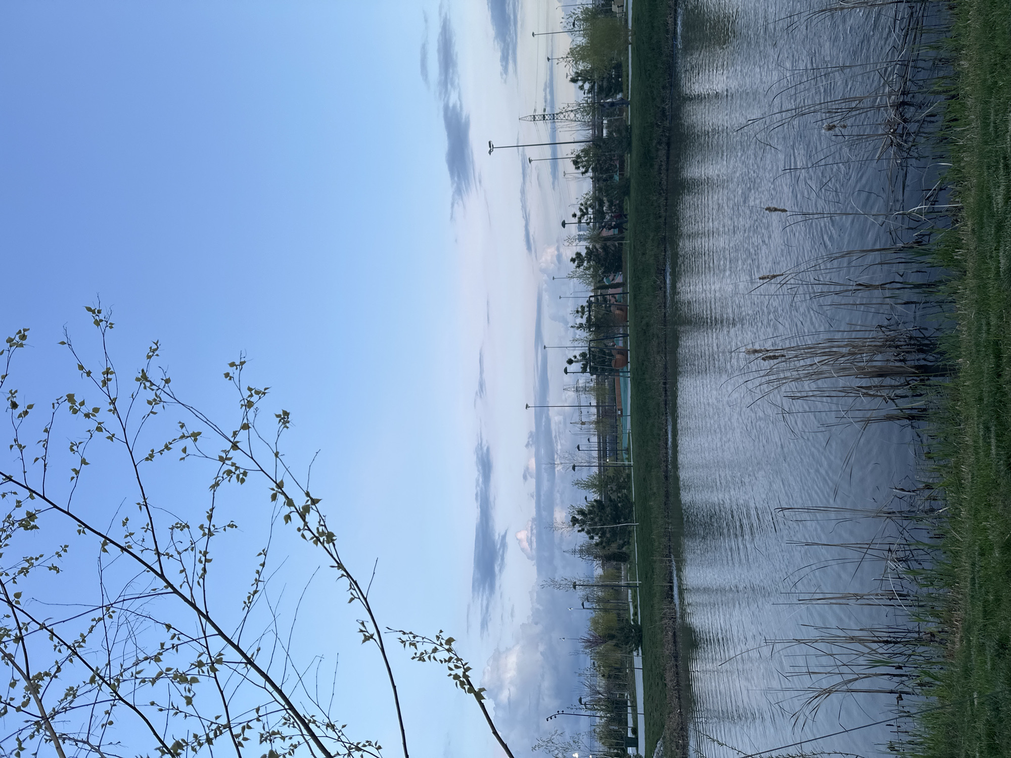 The image shows a body of water, likely a lake or pond, with vegetation growing along its edge. Tall grasses and reeds are visible in the water and on the banks. In the background, there is a grassy area with trees and lampposts lining a path or road. Overhead power lines and towers are also present in the distance. A tree branch with small leaves is in the foreground, partially obscuring the view. The sky is blue with some scattered clouds. The location is assumed to be in or near Ovoshchnoy, Russia, based on the query.