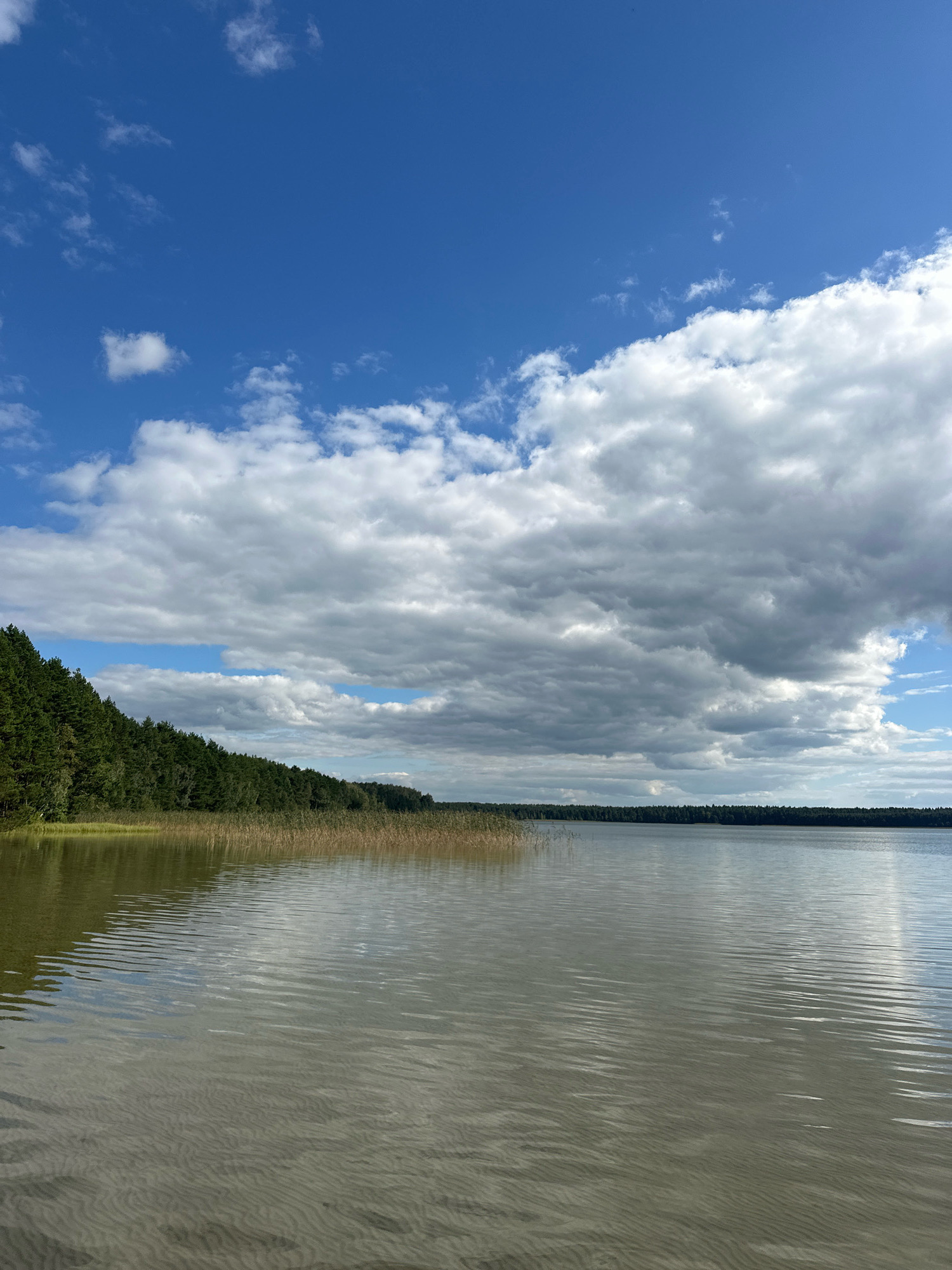 The image depicts a serene lake scene in the vicinity of Мядзельскі сельскі Савет, Belarus. The foreground is dominated by the calm, rippling surface of the lake, with visible sand patterns beneath the shallow water. The middle ground features a dense, green treeline bordering the lake, interspersed with tall, dry reeds along the shoreline. Beyond the trees, a vast expanse of water stretches towards the horizon, where it meets a distant treeline. The sky above is a vivid blue, populated by dramatic, white and grey clouds, suggesting a partly cloudy day. The overall impression is one of natural tranquility and spaciousness. There are no people or man-made structures visible in the image.