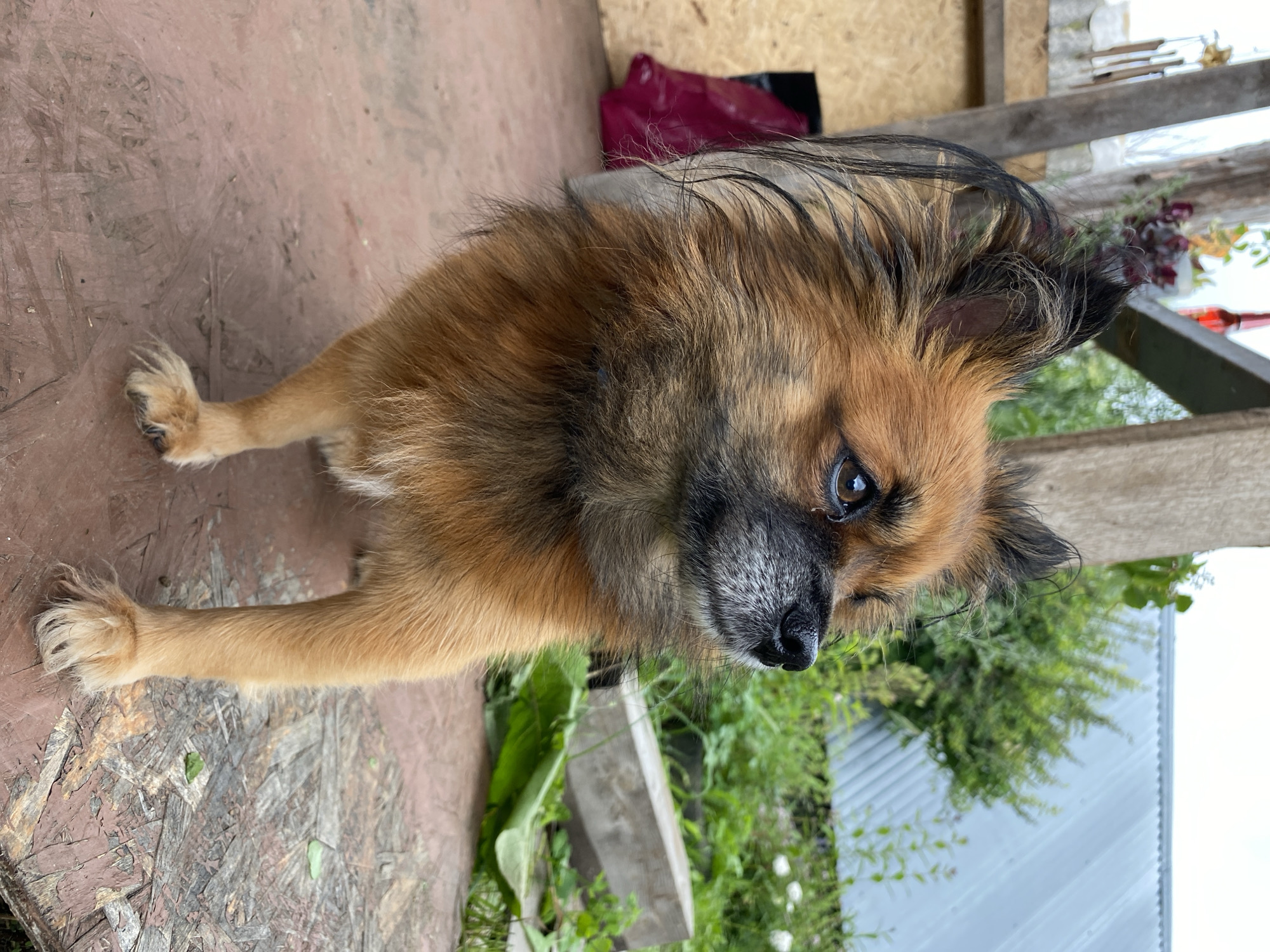 A tan and black long-haired dog stands on a wooden platform, looking to the right. The dog has large, pointed ears and a fluffy mane. Behind the dog, a wooden structure with a red bag visible inside a dark opening is to the left, and green foliage and a gray metal roof are in the background. The scene appears to be outdoors, possibly in a rural or semi-urban setting in Kauchuk Stantsiya, Russia. The wooden platform is made of plywood with visible grain and wear. The lighting suggests it is daytime.
