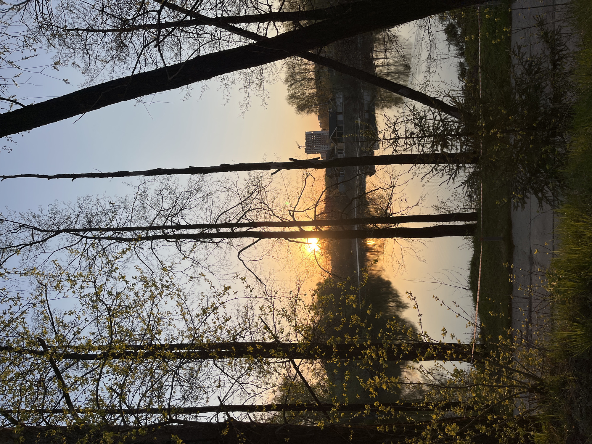 The image shows a sunset view through trees, reflected in a body of water. In the reflection, there appears to be a building under construction with a crane visible. The location is likely Chaikovsky, Russia, based on information provided. The foreground is filled with tree branches, some with budding leaves. The sky transitions from light blue to orange near the horizon where the sun is setting. A path or grassy area borders the body of water.