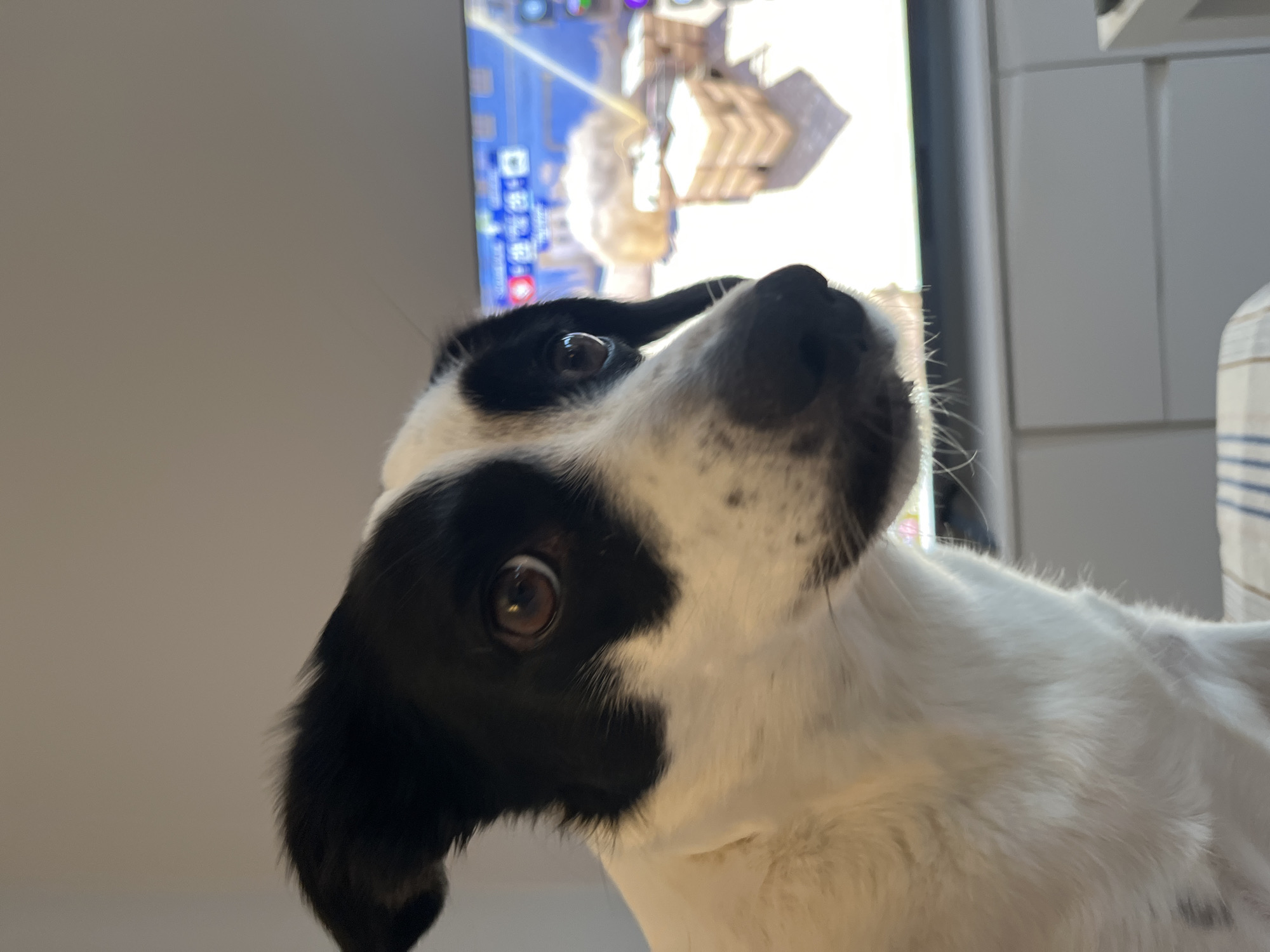 A black and white dog with large brown eyes is looking to the side. The dog's head and neck are visible, with its body in the foreground and the background out of focus. Behind the dog, a television screen displays a video game, with what appears to be a brightly lit, cartoonish landscape. The television is positioned on a piece of furniture with a textured white surface. The overall lighting is soft, suggesting an indoor setting. The scene takes place in an unknown location.