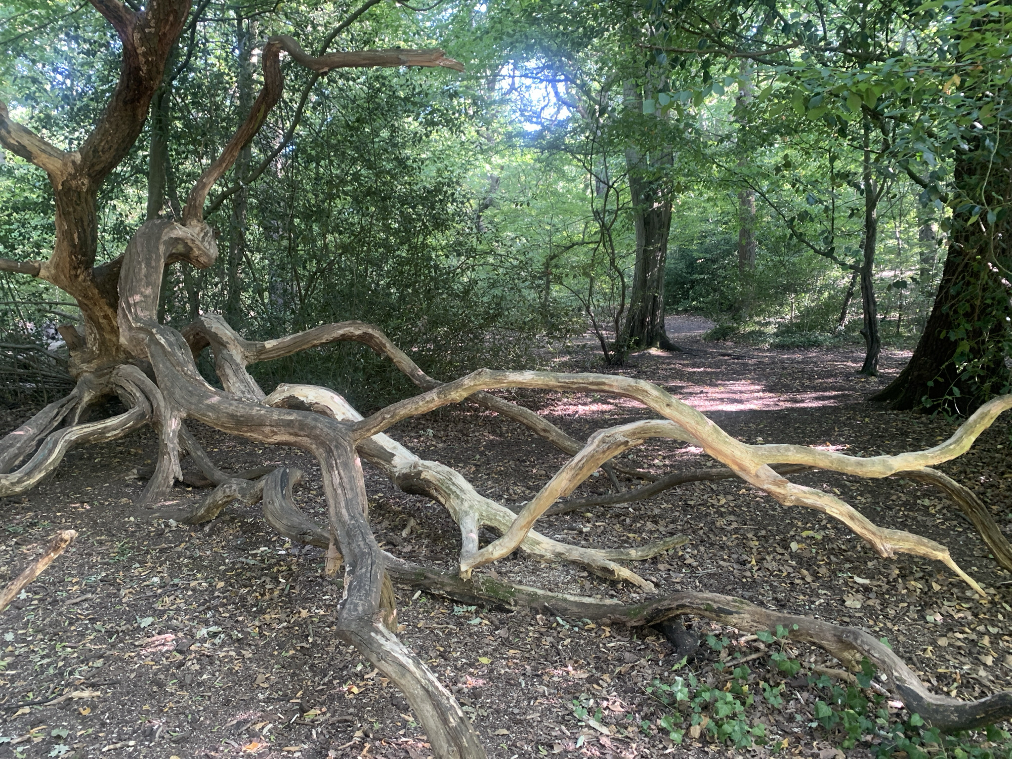 The image depicts a fallen, gnarled tree trunk lying across a woodland path in London, United Kingdom. The trunk is complex and twisted, with numerous branches extending outwards, some of which appear to be new growth while others are dead and weathered. The ground is covered in a thick layer of fallen leaves and twigs, indicating it is likely autumn or winter, though the presence of lush green leaves on the surrounding trees suggests it could be late spring or early summer. The sunlight filters through the dense canopy of trees, creating dappled shadows on the path and the fallen trunk. The scene conveys a sense of wildness and natural decay, with the fallen tree serving as a prominent obstacle on the path, inviting exploration and contemplation of nature's cycles. There is no visible text in the image.