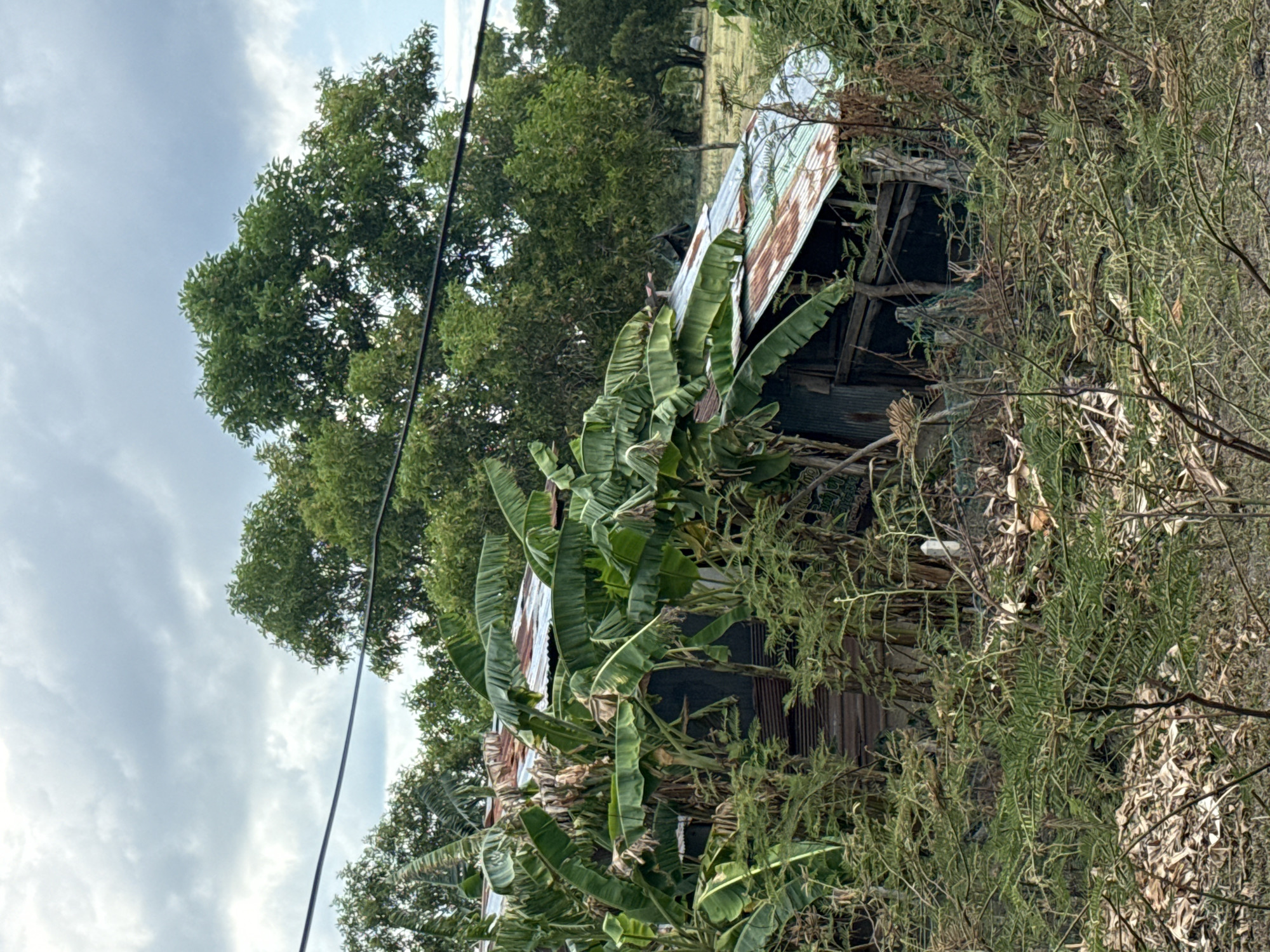 An old, dilapidated shack with a corrugated metal roof is overgrown with banana trees and other vegetation. The shack appears to be made of wood and metal, with one side partially collapsed. The roof is rusty and uneven, with some sections missing. Banana leaves obscure much of the structure. The surrounding environment is lush and green, with tall trees and dense undergrowth. The sky is overcast with gray clouds. The scene suggests a remote or abandoned location within Ko Samui District, Thailand.