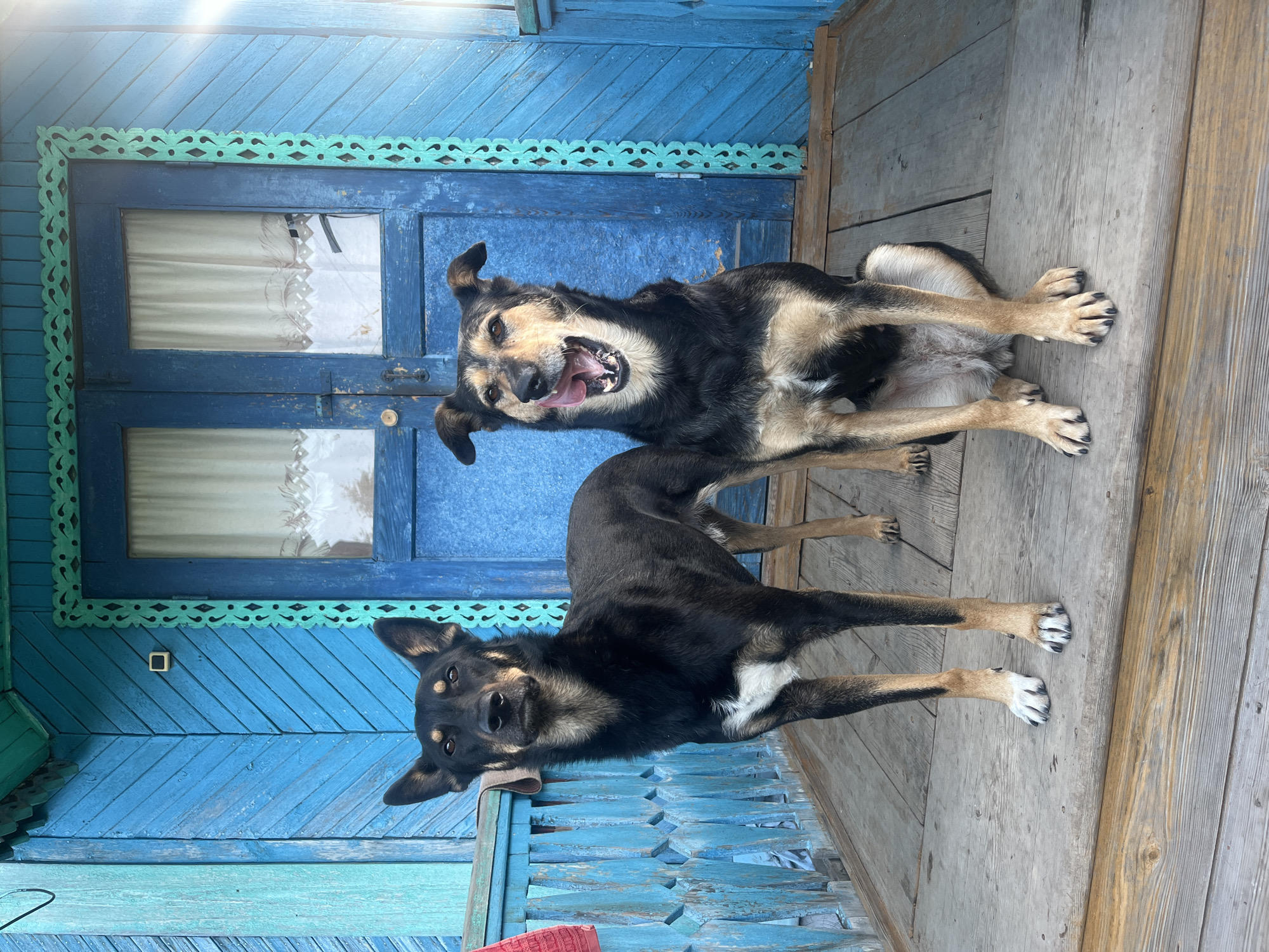 The image depicts two dogs standing on a wooden porch in front of a blue wooden house. The dog on the left is standing and facing forward with its mouth closed. The dog on the right is sitting and has its tongue sticking out, appearing to lick its mouth. Both dogs are medium-sized with dark fur and lighter markings. The house features a blue door with white curtains visible through the glass panes and decorative green trim. The porch is made of weathered wooden planks. The overall scene suggests a rustic, possibly rural setting. The sun is casting a bright glare on the right side of the image. The location is specified as Nizhny Tagil, Russia.