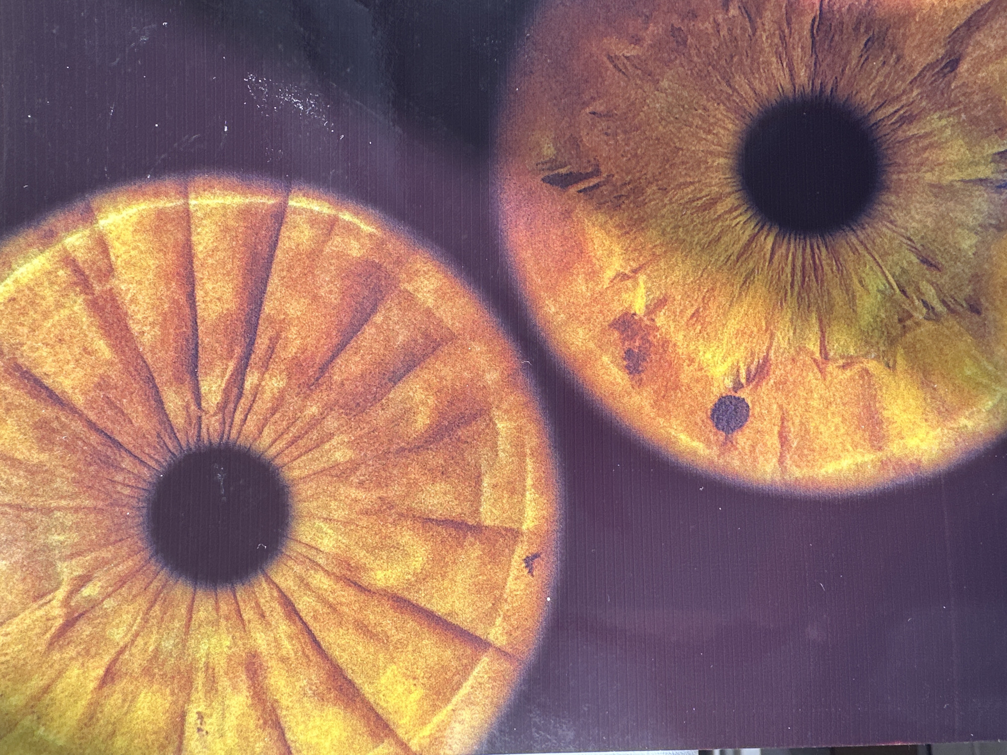 The image shows a close-up of two irises, likely printed on a surface. The irises are predominantly golden-yellow with darker brown and orange hues. The pupils are black. The background is a dark purplish color with vertical lines, possibly indicating the texture of the printed material. There is no indication of the location or city where the image was taken.