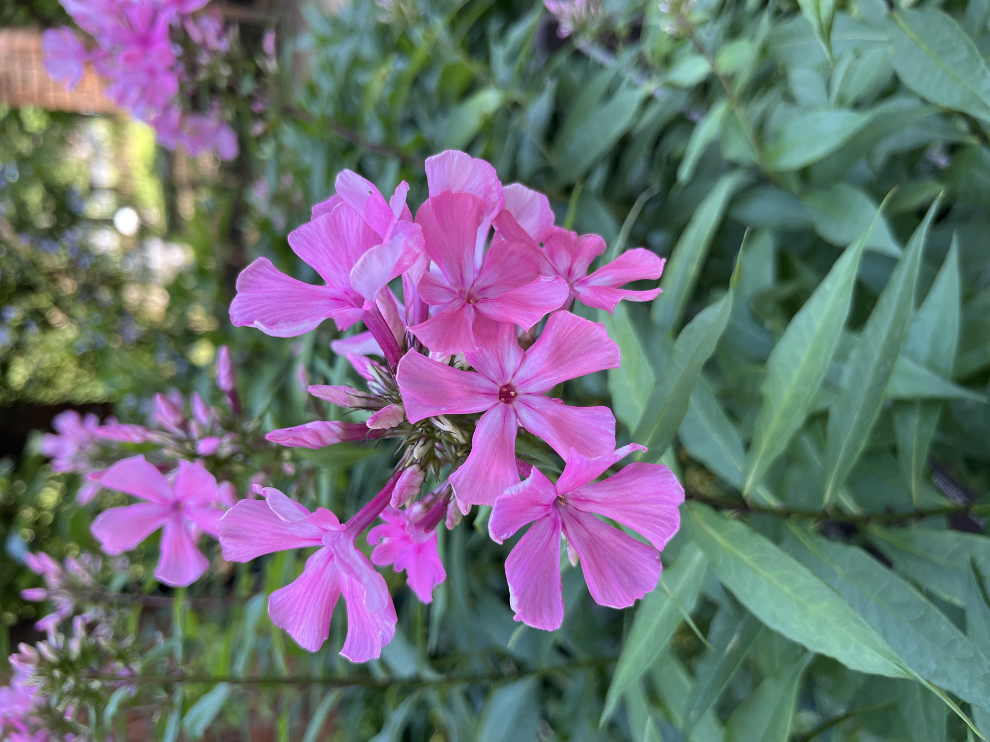 A close-up, eye-level, medium shot captures a cluster of vibrant pink phlox flowers in bloom, with their delicate petals unfurling. The foreground is dominated by these blossoms, their bright color contrasting with the lush green foliage that surrounds them. The background is softly blurred, suggesting an outdoor garden setting, possibly in a park or residential area in Moscow, Russia, with hints of greenery and possibly brickwork visible. The lighting is natural, indicating it was taken during daylight hours, with the sun creating soft highlights on the petals and leaves. There are no people or animals visible in the image. The focus is entirely on the natural beauty of the flowers and their immediate surroundings.