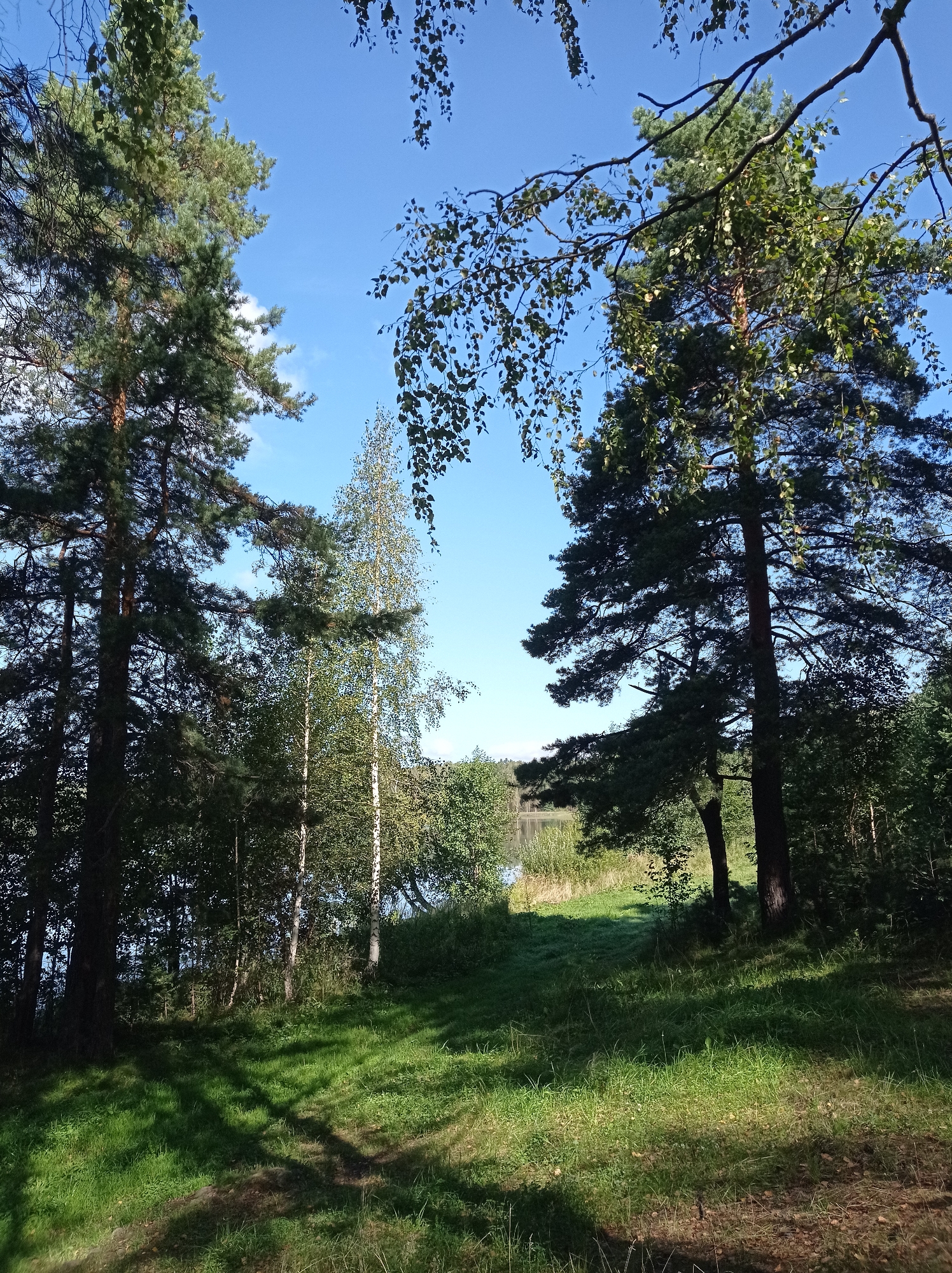 This is a vertical, eye-level, medium shot of a sunlit forest clearing next to a lake. The clearing is covered in green grass, with several tall pine trees and a slender birch tree lining the edge of the forest. The trees are casting dappled shadows across the grass. In the background, a calm lake can be seen through a gap in the trees, surrounded by reeds and more foliage. The sky above is a clear, bright blue with a few wispy white clouds. The scene appears to be set in the city of Degtyarsk, Russia, likely a natural park or recreational area given the presence of a lake and forest. There are no people or animals visible in the image. The overall impression is one of peaceful, natural beauty.