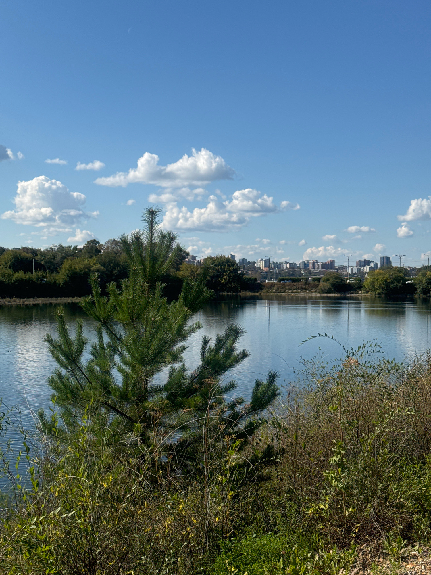 A serene lake reflects a bright blue sky dotted with fluffy white clouds. In the foreground, a young pine tree stands tall, its green needles sharply defined against the calm water. The middle ground features a dense line of lush green trees, creating a natural border along the lake's edge. Beyond the trees, a city skyline with various buildings and streetlights is visible, suggesting an urban environment. The foreground also includes abundant, varied vegetation, with a mix of leafy plants and dry grasses, hinting at a temperate climate and possibly late summer or early autumn. The overall scene is peaceful and picturesque, capturing a moment of natural beauty juxtaposed with urban development. The location is the Irkutsk Reservoir, a body of water located to the west of the city of Irkutsk, Russia.