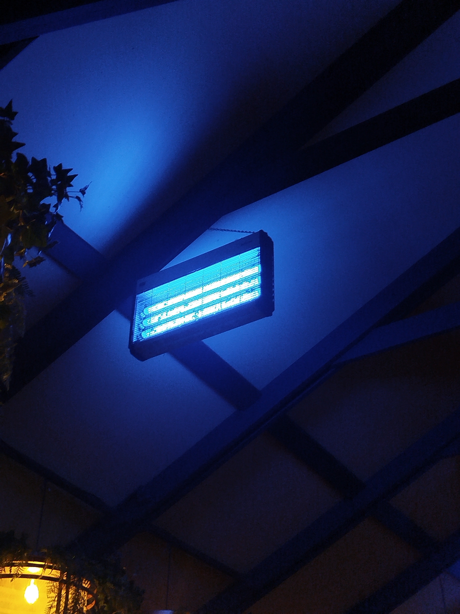 An outdoor ceiling with a blue light fixture. The fixture is rectangular and emits a bright blue light. There are dark beams crisscrossing the ceiling, casting shadows. To the left, there are some dark green leaves hanging down. In the bottom left corner, a yellow light bulb is visible. The scene is dark, with the blue light fixture being the main source of illumination. The location is not specified in the image or the provided context.