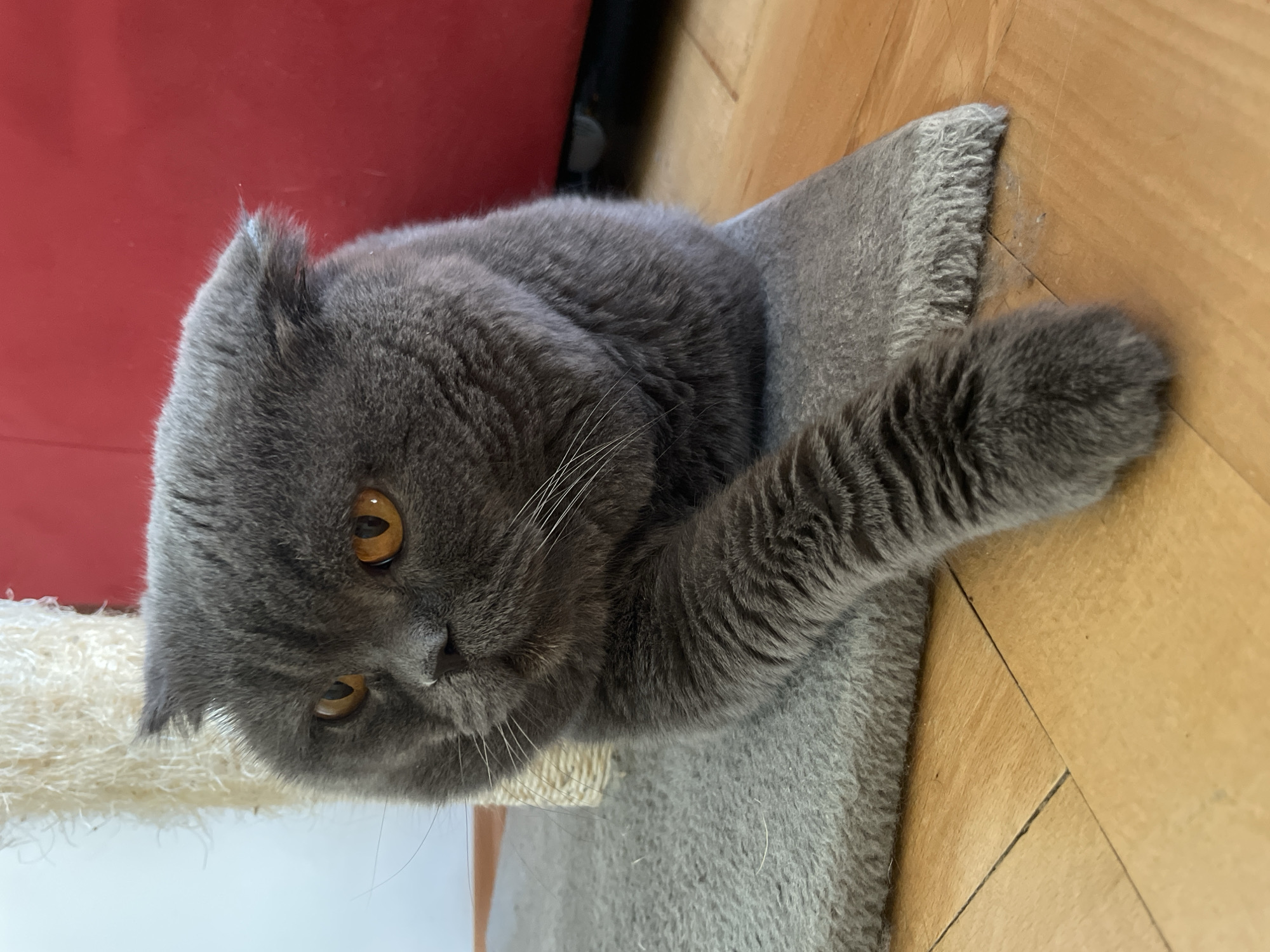 A grey British Shorthair cat with amber eyes is lying on a scratching post. The cat is positioned on its side, with its head turned towards the viewer. Its left paw is extended, resting on the scratching post. The scratching post is covered in grey fabric and has a rough, off-white material on its base. The background consists of a wooden floor and a red surface, possibly a piece of furniture. The lighting suggests it is daytime. The cat appears relaxed. There is no visible text in the image.