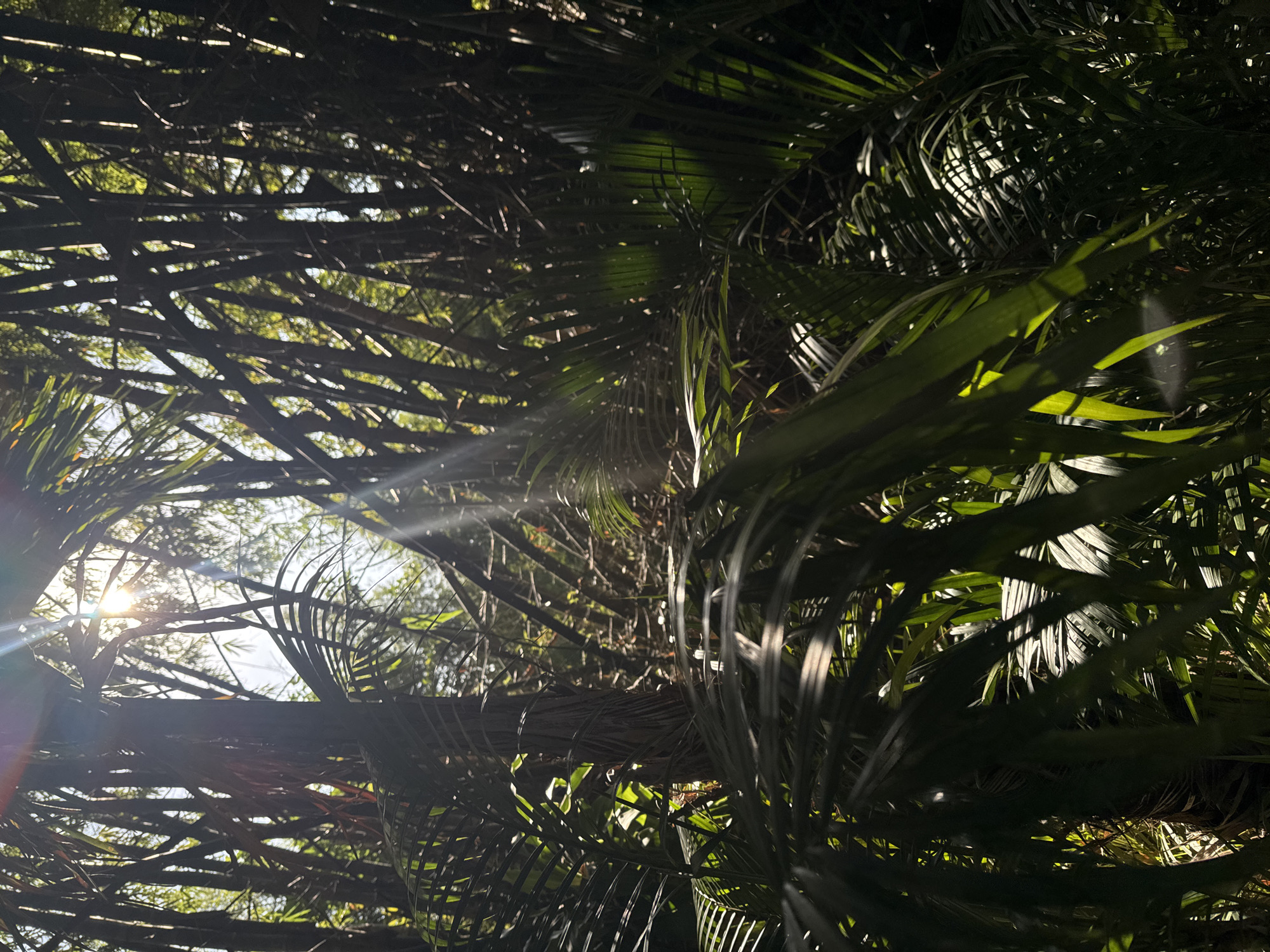 The image captures a sun-drenched forest scene, likely a tropical or subtropical environment, with sunlight piercing through the dense foliage. The foreground is dominated by the feathery fronds of palm-like plants, creating a lush, green canopy. In the background, tall, slender tree trunks, possibly bamboo, are visible, their dark forms contrasting with the bright shafts of sunlight. The sun's rays create a dramatic effect, illuminating parts of the leaves and trunks, and casting dappled shadows. The overall impression is one of a vibrant, natural setting bathed in the warm glow of the sun. No people or man-made objects are discernible in the image.