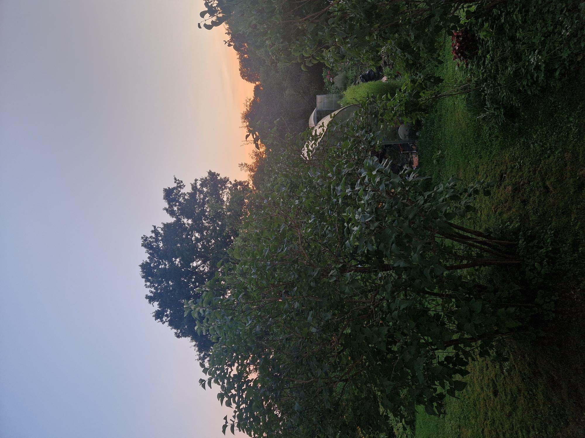 The image depicts an outdoor scene at sunset, likely in Zemkopības institūts, Latvia, as suggested by the query. The sky is a gradient of pale blue at the top, transitioning to a soft orange and pink hue near the horizon, indicating the sun is low in the sky. In the foreground, a large, dense bush with dark green leaves dominates the left side of the frame. Behind this bush, a line of trees forms a dark silhouette against the colorful sky. To the right of the foreground bush, more greenery and trees are visible, partially obscuring the background. In the middle ground, a clear plastic greenhouse structure is visible, partially surrounded by vegetation. The ground is covered in grass and various plants. The overall impression is a tranquil, natural setting during twilight. There are no people or animals visible in the image.