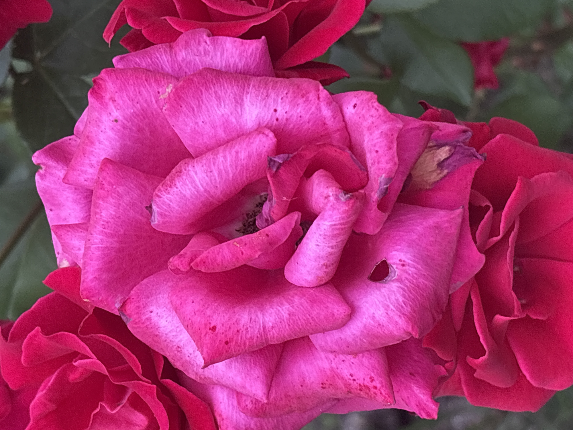 The image presents a close-up, detailed view of multiple vibrant roses, predominantly in shades of fuchsia and deep magenta. A large, fully open fuchsia rose dominates the center, showcasing numerous layered petals with visible texture, minor dark speckling, and a notable tear on one of its lower petals. Signs of wilting are apparent on some lower and inner petals, characterized by faint brown discoloration. Partially visible deep red roses are present at the upper left, right, and bottom edges of the frame. The background consists of softly blurred, dark green foliage, suggesting an outdoor, natural environment such as a garden. No people, animals, or artificial objects are present. The scene depicts a static arrangement of flora in the city of Astrakhan, Russia.