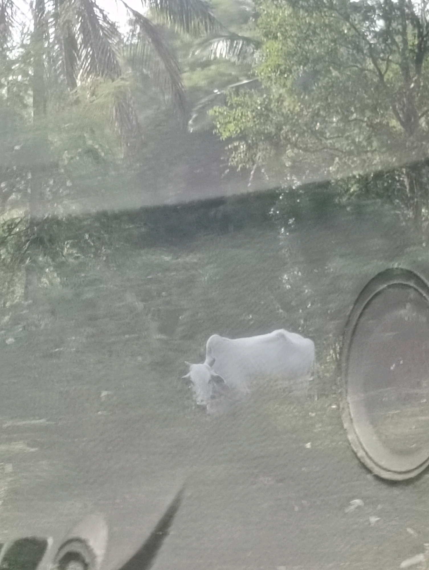 A slightly blurred image shows a field with some trees in the background. In the middle of the frame, a white cow is lying down. To the right, a round, metallic object is visible. In the foreground, a dark, shadowed object, possibly a vehicle, is partially visible on the left side of the image. The overall impression is that of an outdoor rural scene, likely taken from within a vehicle.