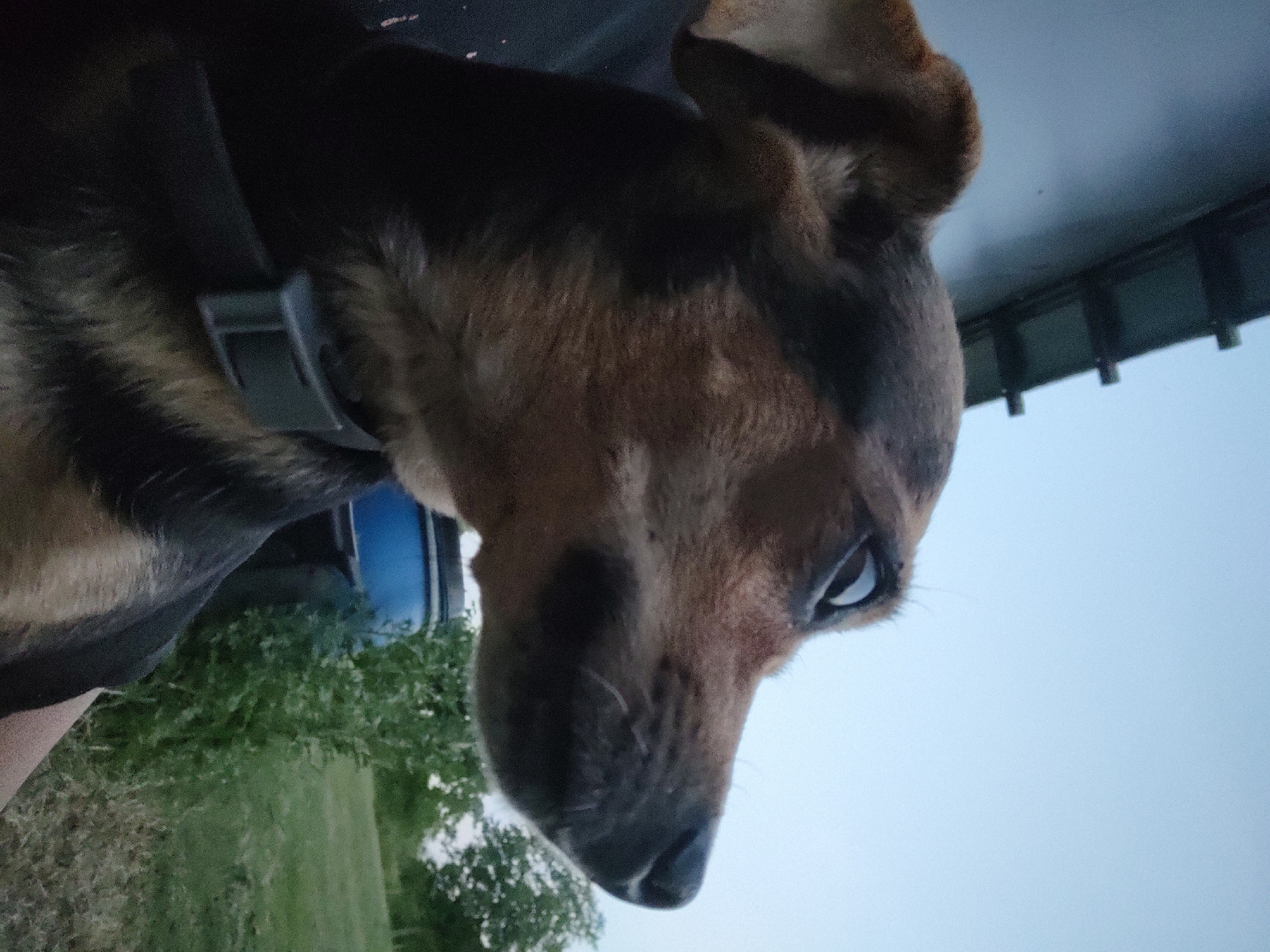 The media file features a close-up, sideways shot of a dog's head. The dog appears to be a medium-sized breed with tan and black fur. Its left eye, with a dark pupil and lighter iris, is clearly visible, looking towards the viewer. The dog is wearing a dark collar with a gray buckle.
The setting suggests an outdoor environment. In the background, blurred green foliage and a patch of grassy ground are visible. There's also a hint of a blue object, possibly part of a vehicle or structure, and a dark, textured surface above the dog, which could be the underside of a roof or overhang.
The lighting and the clear, pale sky in the upper right portion of the image suggest it is either early morning or late evening. There is no visible text in the image. The overall impression is one of a casual, candid moment capturing the dog's attention.