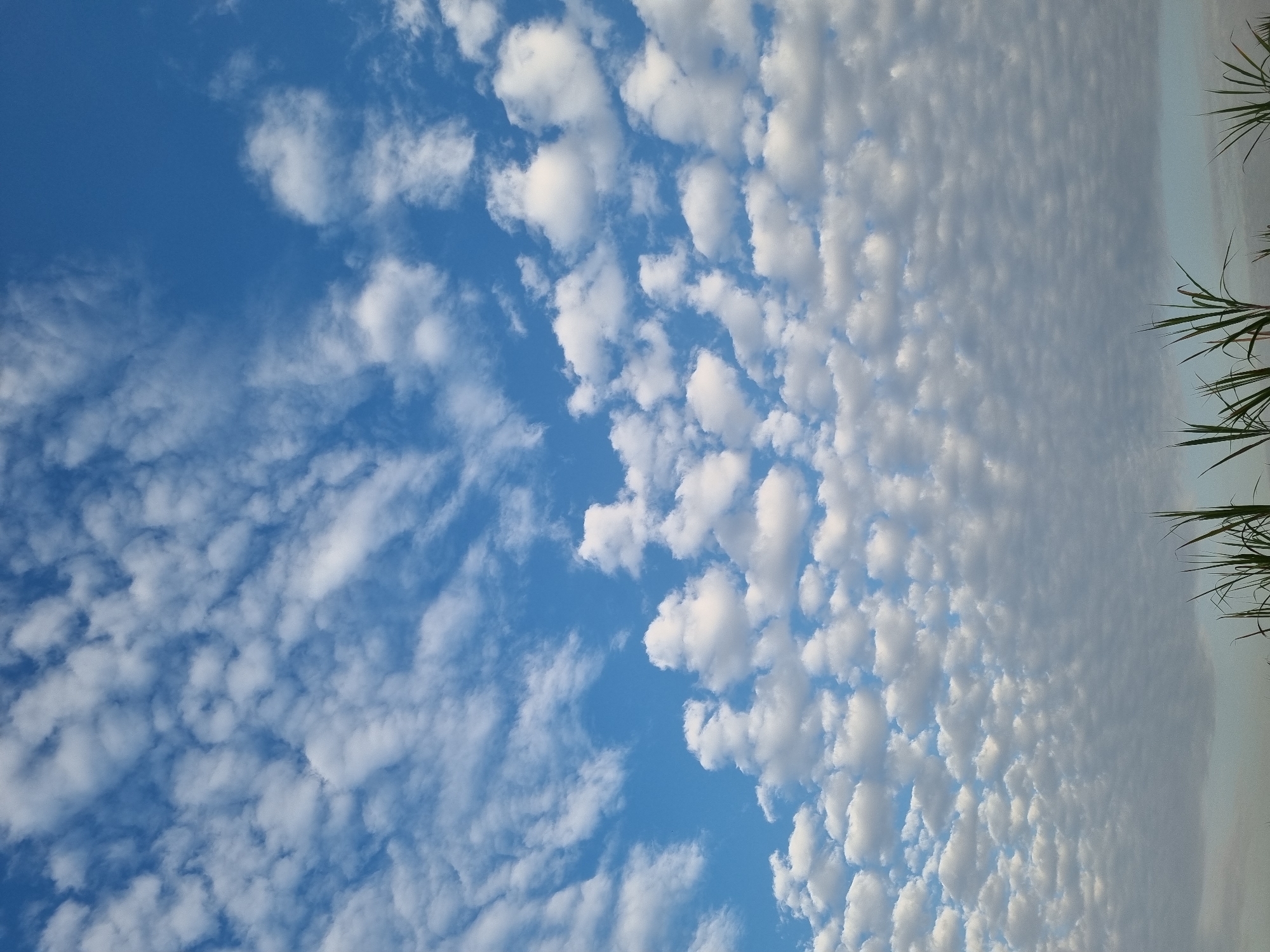The image depicts a bright blue sky filled with a dense pattern of fluffy white clouds. The clouds vary in size and shape, with some appearing as small, rounded puffs and others as elongated streaks. The lower portion of the sky transitions into a muted, hazy layer of clouds or atmospheric conditions, obscuring the horizon. In the foreground, the tips of tall, green grass-like plants are visible, reaching upwards into the sky. The scene appears to be an outdoor environment, possibly a rural or park-like setting in Laranjal Paulista, Brazil, given the context. There are no people or discernible human activity in the image.