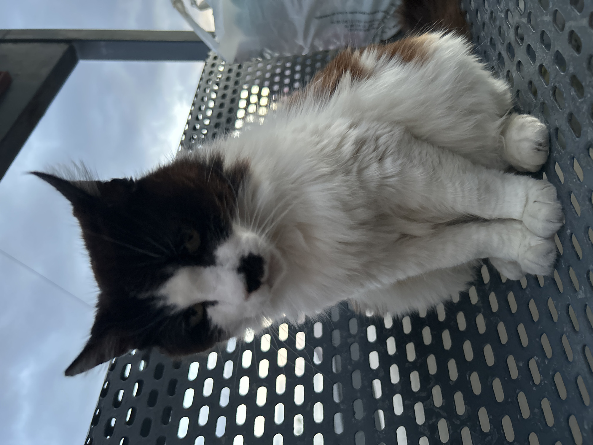 A medium shot of a white and black cat resting on a dark grey metal grate, the sky visible through the holes. The cat is positioned with its head towards the bottom left of the frame, looking up towards the camera. Its body is mostly white, with black patches on its head and back. A white plastic bag is visible in the top center of the frame. The location is Câmara de Lobos, Portugal, based on the geotag metadata.