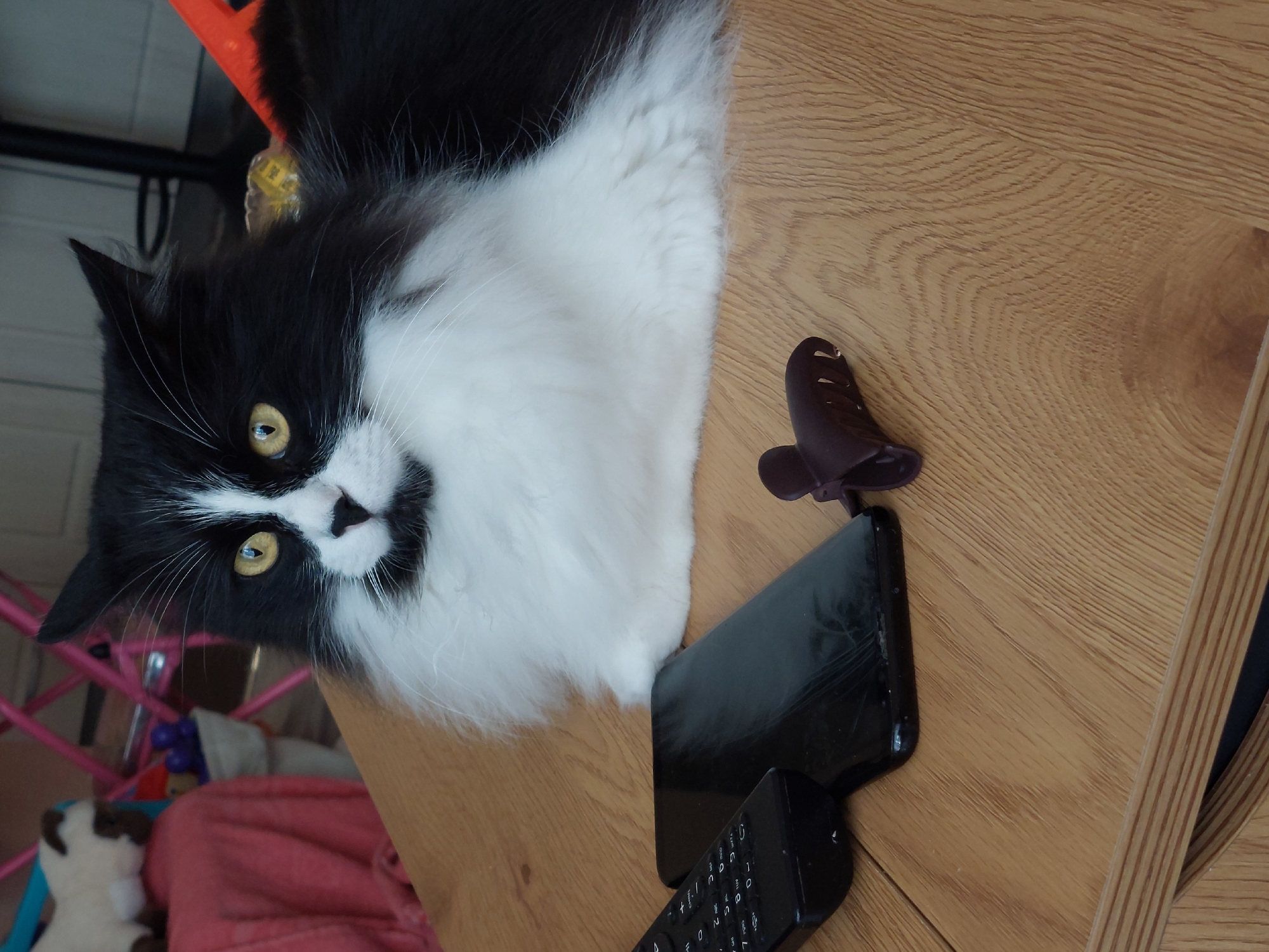 A black and white long-haired cat is the primary subject in the foreground of this image, positioned on a wooden table. The cat has striking yellow eyes and a fluffy white chest. To the left of the cat, a black remote control and a black smartphone are lying on the table. To the right of the phone, a small, dark purple hair clip is also visible. The background is blurred, but hints of a pink chair and a plush toy can be discerned, suggesting an indoor domestic setting. The image does not contain any identifiable information to place it in Plovdiv, Bulgaria.