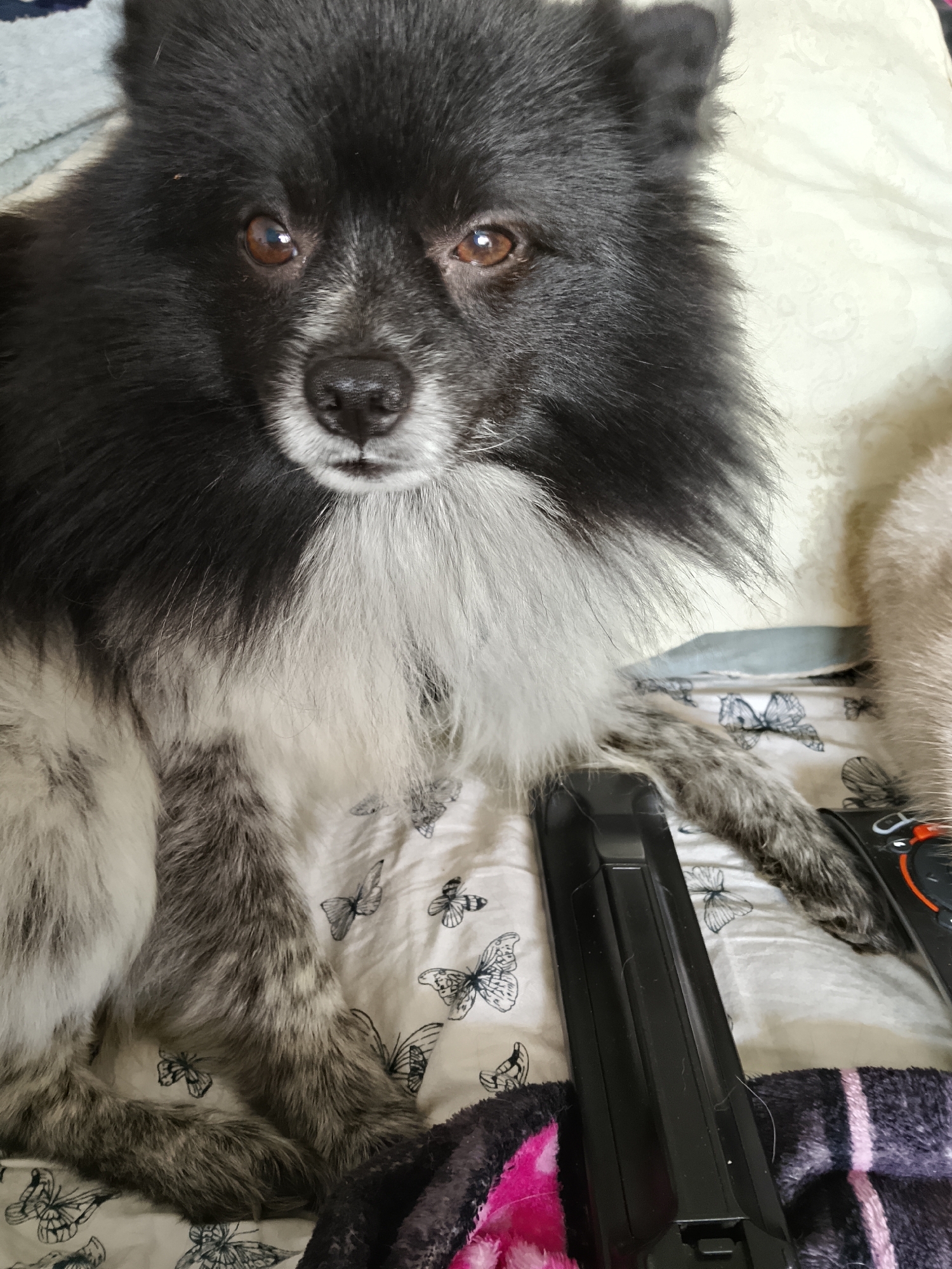A close-up, eye-level, portrait-oriented photograph shows a medium-sized dog with predominantly black and white fur, sitting on a patterned white sheet. The dog has a fluffy mane around its face and neck, with dark fur on its head and lighter, greyish-white fur on its chest. Its eyes are a warm brown color, and its nose is dark and appears moist. The dog's expression is neutral, with its mouth slightly open. The sheet beneath the dog is adorned with a repeating pattern of black butterflies. To the right of the dog, two dark-colored remote controls are visible on top of a dark, textured blanket. The background consists of out-of-focus bedding. The scene appears to be indoors, likely on a bed. There is no information in the image to suggest the location is in Soltsy, Russia.