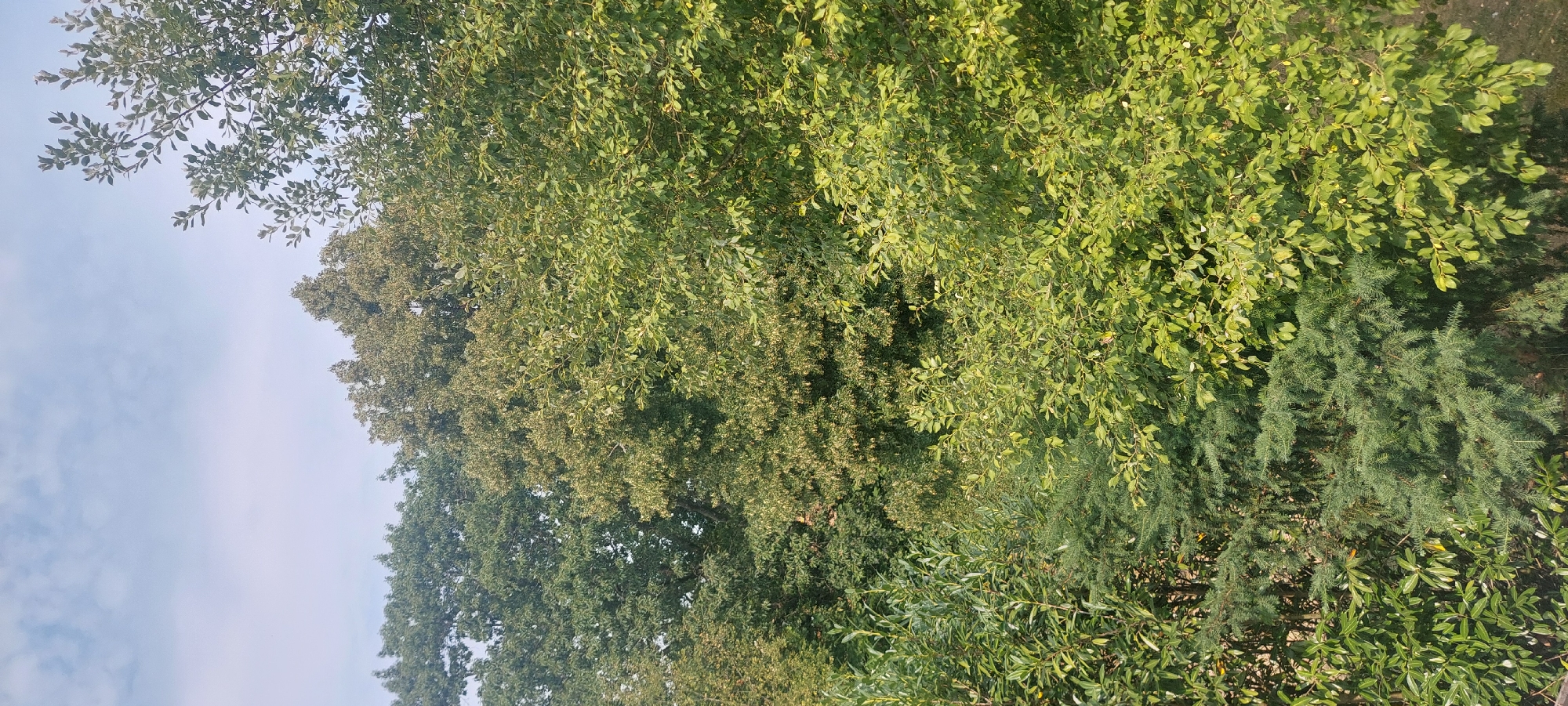 The image captures a dense canopy of various trees and foliage against a pale blue sky with wispy clouds. In the foreground and mid-ground, lush green leaves dominate, with some trees displaying lighter, more yellowish-green hues, suggesting a mix of deciduous and possibly some evergreen species. The texture of the leaves varies, with some appearing smooth and ovular, while others are needle-like, characteristic of conifers. In the background, darker green, more mature trees with fuller canopies are visible, creating layers of vegetation. The lighting suggests it is daytime, with sunlight filtering through the leaves, creating highlights and shadows. The scene appears to be an outdoor natural setting, possibly a park or a wooded area within the town of Berod bei Hachenburg, Germany, given the context provided. There are no people or discernible man-made structures in the frame.