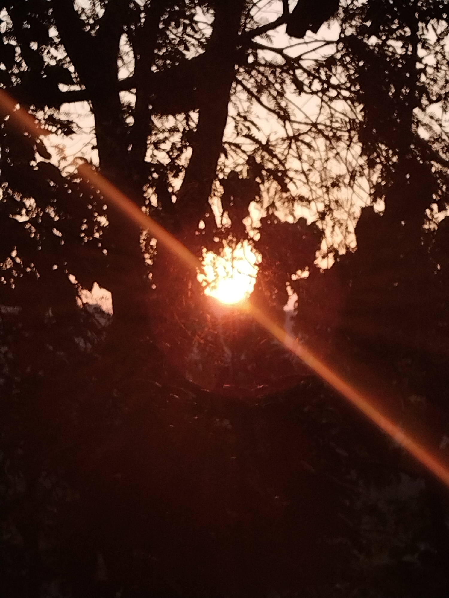 This image captures a vibrant natural scene, likely at either sunrise or sunset, with the sun prominently featured as a bright source of light. The sun is positioned centrally, partially obscured by dense tree branches and foliage, creating a striking silhouette effect. A strong, warm orange lens flare or light ray diagonally traverses the frame from the upper left to the lower right corner.
The intricate network of tree branches and leaves is rendered in dark silhouette, appearing as deep browns and blacks against a lighter, warm-toned sky. The sky visible through the gaps in the canopy is a soft, pale orange and off-white, illuminated by the low-hanging sun. The brilliant yellow and orange hues of the sun and its flare contrast sharply with the dark, jagged forms of the trees, emphasizing the dramatic backlighting.
The photograph evokes a sense of natural beauty and tranquility. There are no human subjects, specific activities, or visible text. The location appears to be an outdoor setting with abundant trees, possibly a forest or a park. The strong light and shadow play are the dominant features of this evocative natural landscape.