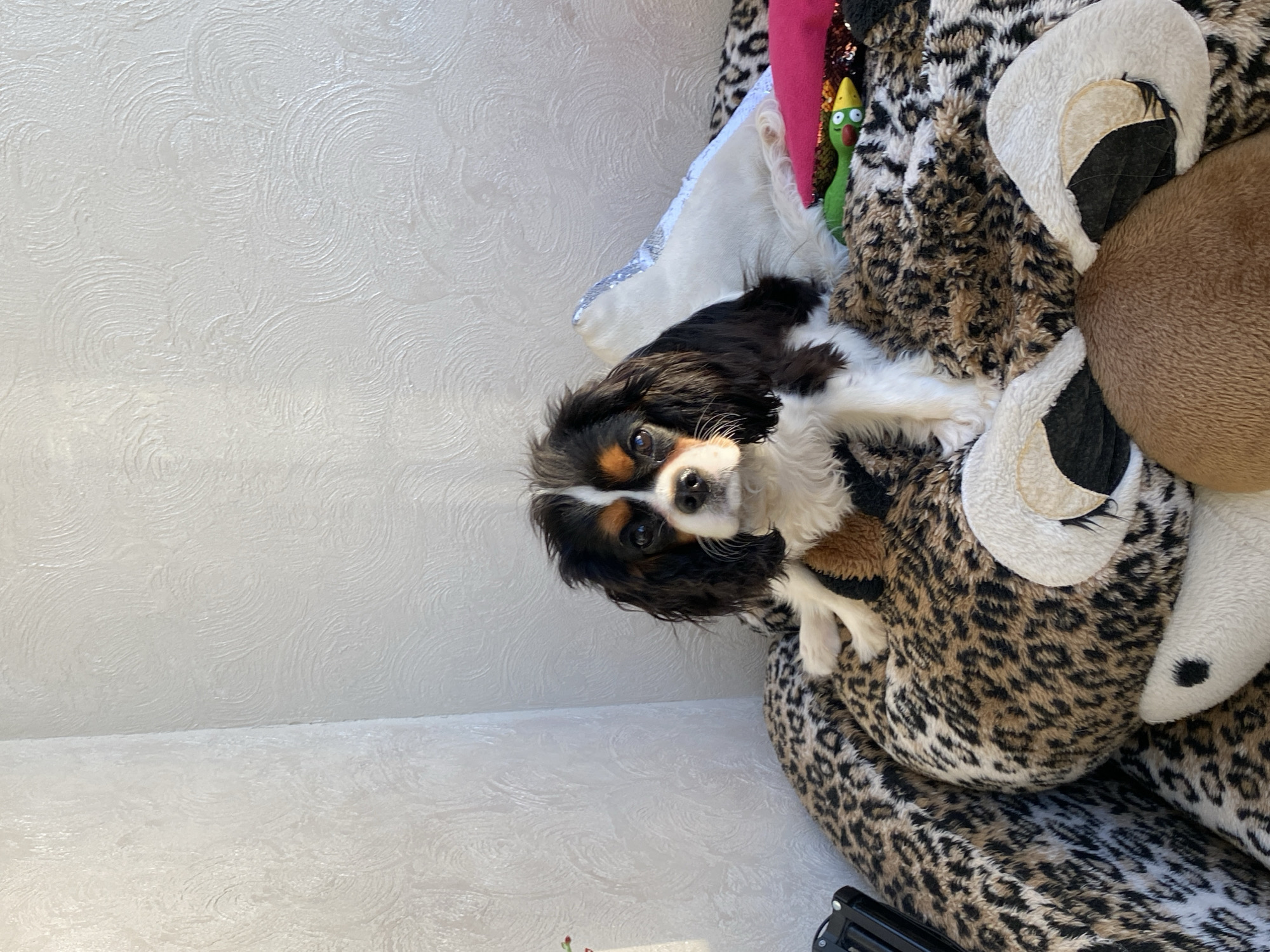 A black and tan Cavalier King Charles Spaniel is lying on top of a large, leopard-print stuffed animal. The animal appears to be a tiger or similar big cat. The dog is facing the camera. Behind the dog, there is a white pillow with silver sequins and a green stuffed snake toy wearing a yellow party hat. The background is a textured, light-colored wall. A portion of the floor is visible in the lower left corner. There are no visible indicators of the city of Votkinsk, Russia.