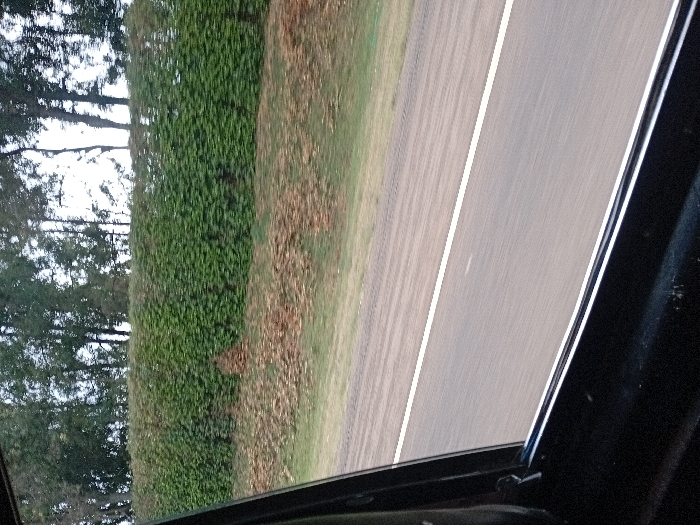 The image displays an exterior scene from the interior of a vehicle, in motion, within Timau ward, Kenya. The dark, metallic frame of the vehicle's side window occupies the lower left and bottom portions of the frame. Through the window, an asphalt road with a solid white lane marking is visible in the mid-ground, horizontally traversing the scene. Adjacent to the road, a narrow, unpaved verge contains scattered brown leaf litter and sparse green vegetation. Beyond the verge, a dense, uniformly trimmed green hedge extends across the middle ground. Above the hedge, the upper portions of multiple tall, dark-trunked trees with green foliage are visible against a bright, diffused sky. No individuals or specific actions are depicted.