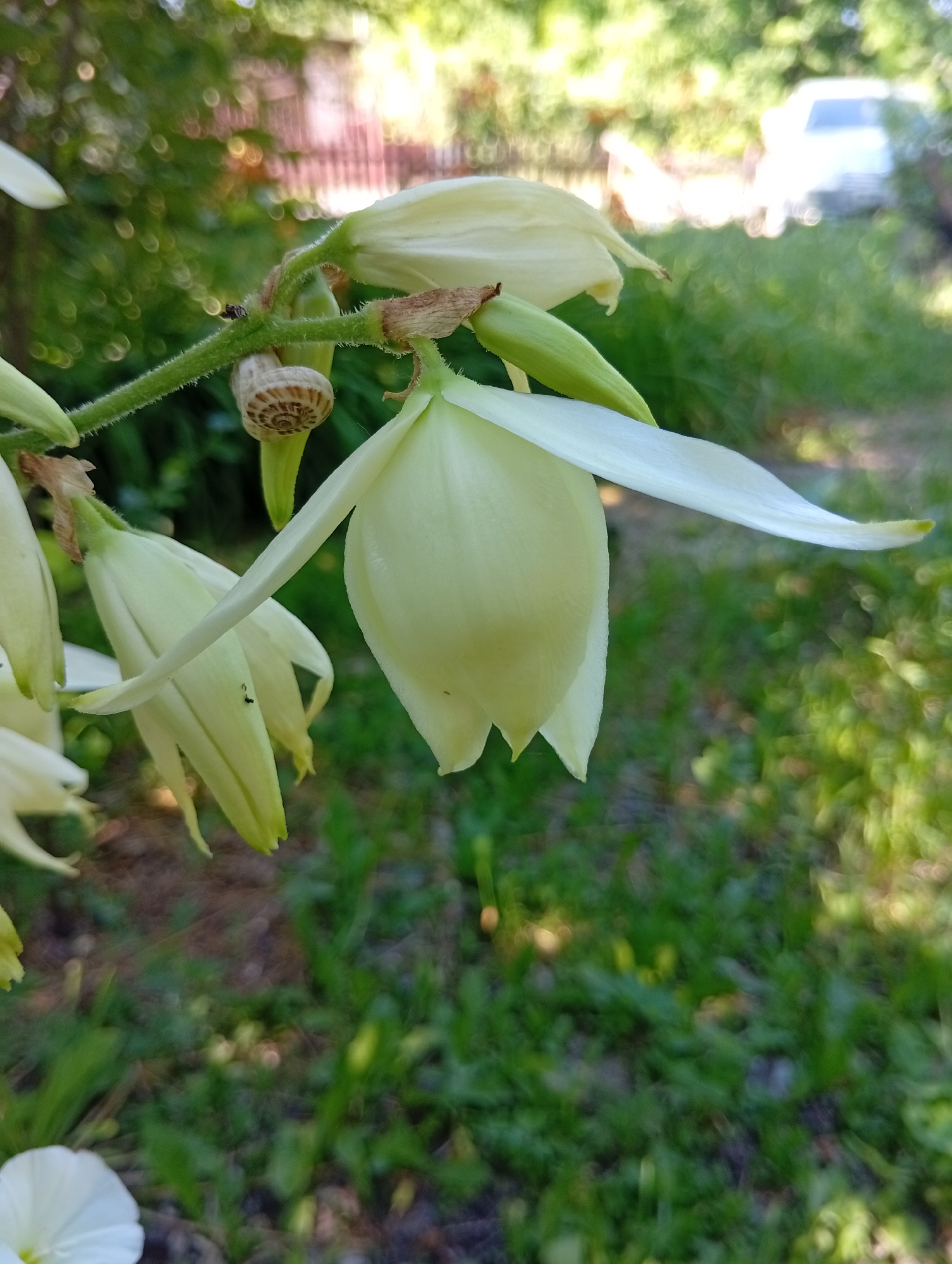 In an outdoor setting, likely a garden in Rybnitsa, Moldova, a cluster of pale yellow, bell-shaped flowers dominate the foreground. The flowers hang from a thick, green stem which is also adorned with a small, coiled snail shell. The background is a blur of green foliage and dappled sunlight, suggesting a sunny day. In the distance, a light-colored vehicle is partially visible amongst the trees. The overall impression is one of a peaceful, natural scene.