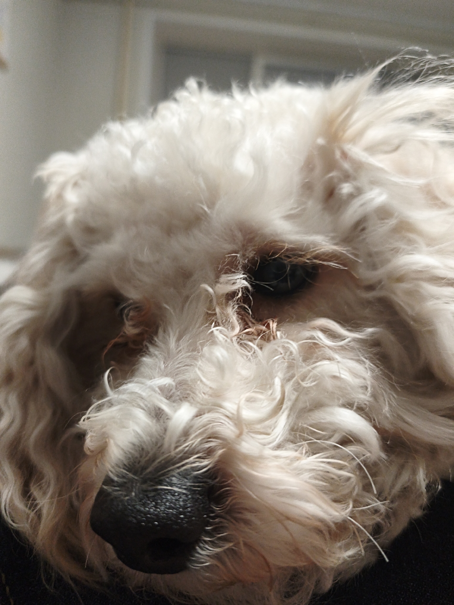 A close-up shot captures the head of a fluffy, white dog, likely a poodle mix, with its black nose prominent in the foreground. The dog's fur obscures much of its face, but one eye is visible. The background is blurred, showing a window and a plain wall. The location in the city of Chaikovsky, Russia, is not discernible from the image.
