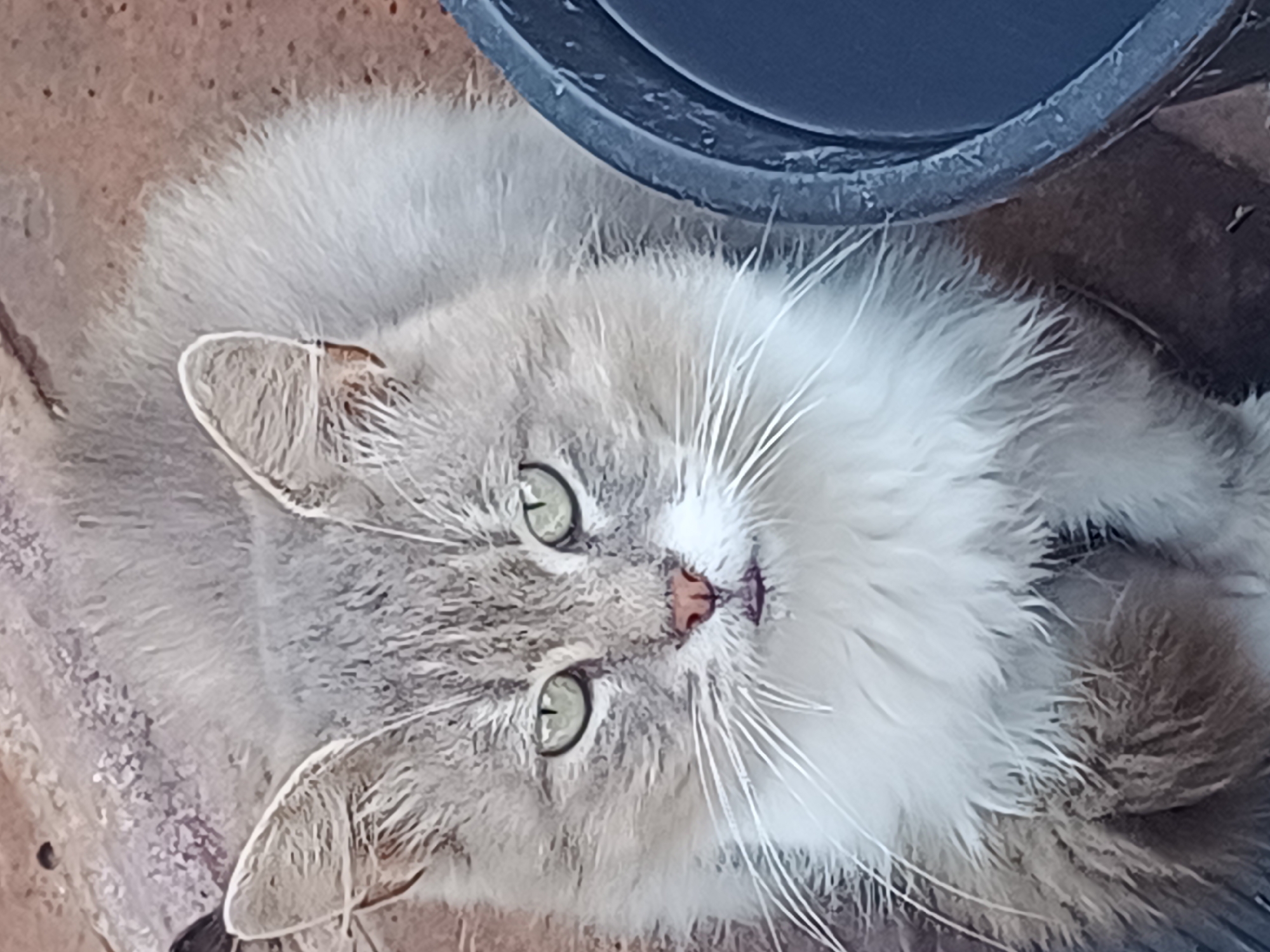 An outdoor, eye-level, medium shot captures a fluffy, gray and white cat lying down. The cat is facing the camera with its green eyes wide open and its pink nose visible. Its mouth is slightly open, and its tongue is peeking out. The cat's fur is long and appears slightly wet in places, especially around its mouth. Its large, pointed ears are tilted slightly forward. To the right of the cat, the edge of a dark blue plastic bucket is visible. The cat is positioned on a reddish-brown, rough surface that appears to be concrete or stone, with some scattered debris. The background is blurred, but suggests an outdoor environment. The scene is located in Nova Mohylnytsia, Ukraine.