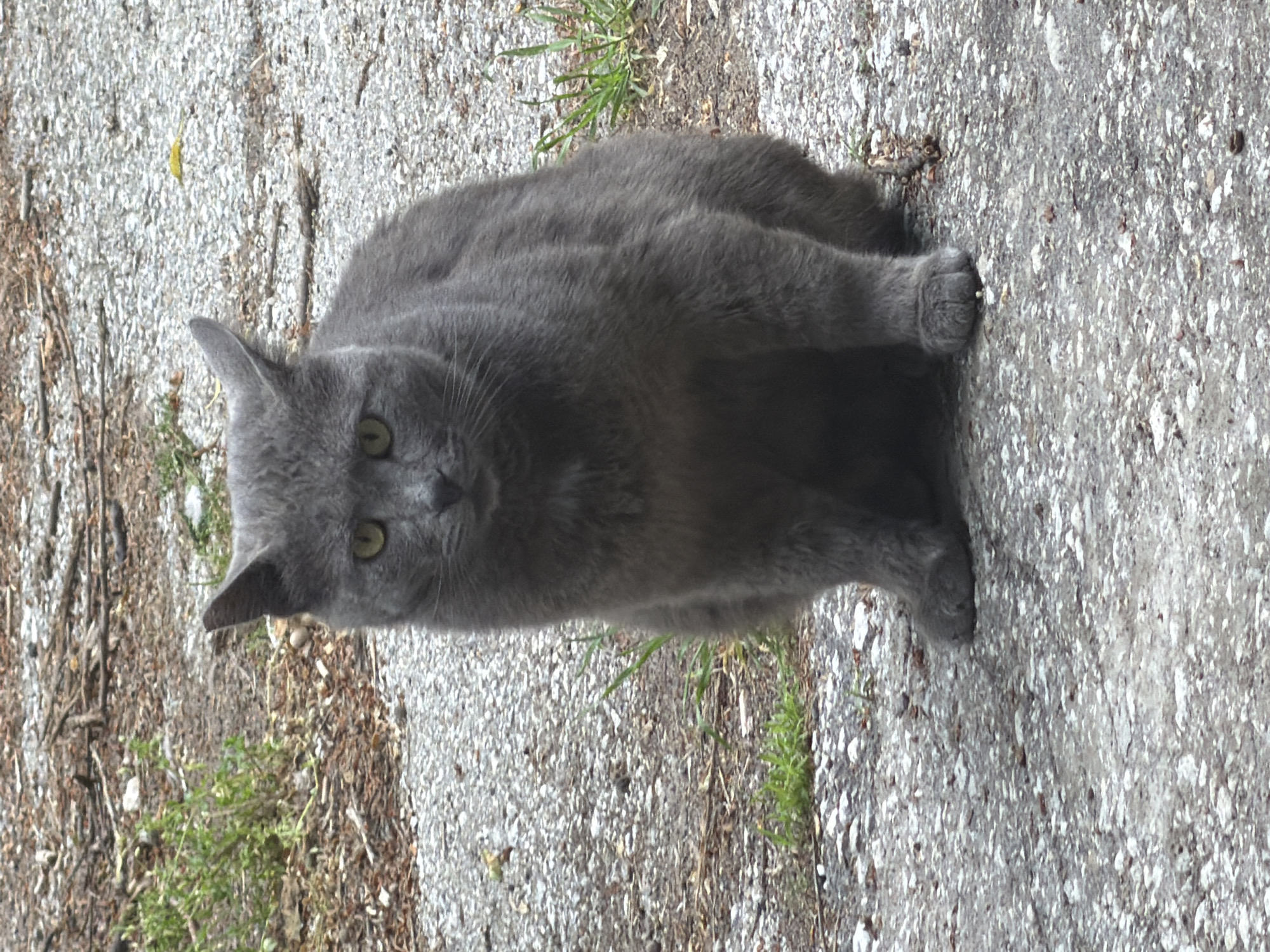 A gray cat sits on a light gray paved surface with green grass growing along the left edge. The cat faces the camera with its green eyes visible. The pavement appears rough. The photo is taken outdoors in daylight. Location is not discernible from the image.