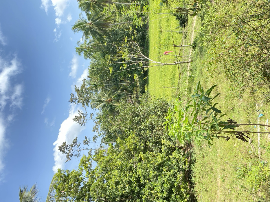 The image displays a rural landscape in Meudangara, Indonesia, under a clear blue sky with scattered white cumulus clouds. The foreground consists of dense green ground cover and shrubbery. A prominent young plant with several green leaves and dried, dark seed pods or leaves attached to its lower stem is positioned slightly left of center in the immediate foreground. To the left, a thick cluster of trees with varied green foliage is visible. The midground features a bright green cultivated field, possibly a rice paddy, extending towards the right. A slender, partially defoliated tree with a pink ribbon tied to its lower trunk stands at the edge of this field. A rudimentary wooden fence constructed from thin poles runs behind this tree, bordering a narrow dirt path that traverses the field's edge. The background is composed of a dense forest canopy, dominated by various tropical trees, including several tall palm trees, particularly on the right side. No human figures or discernible structures are present.