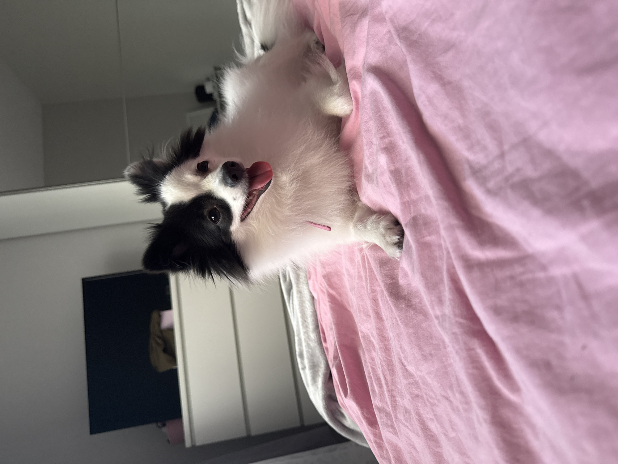 A black and white fluffy dog is lying on a pink comforter in a bedroom. The dog is facing to the right and its tongue is out. The background shows a dresser with a television on top. The room appears to be in an apartment in Stara Zagora, Bulgaria.