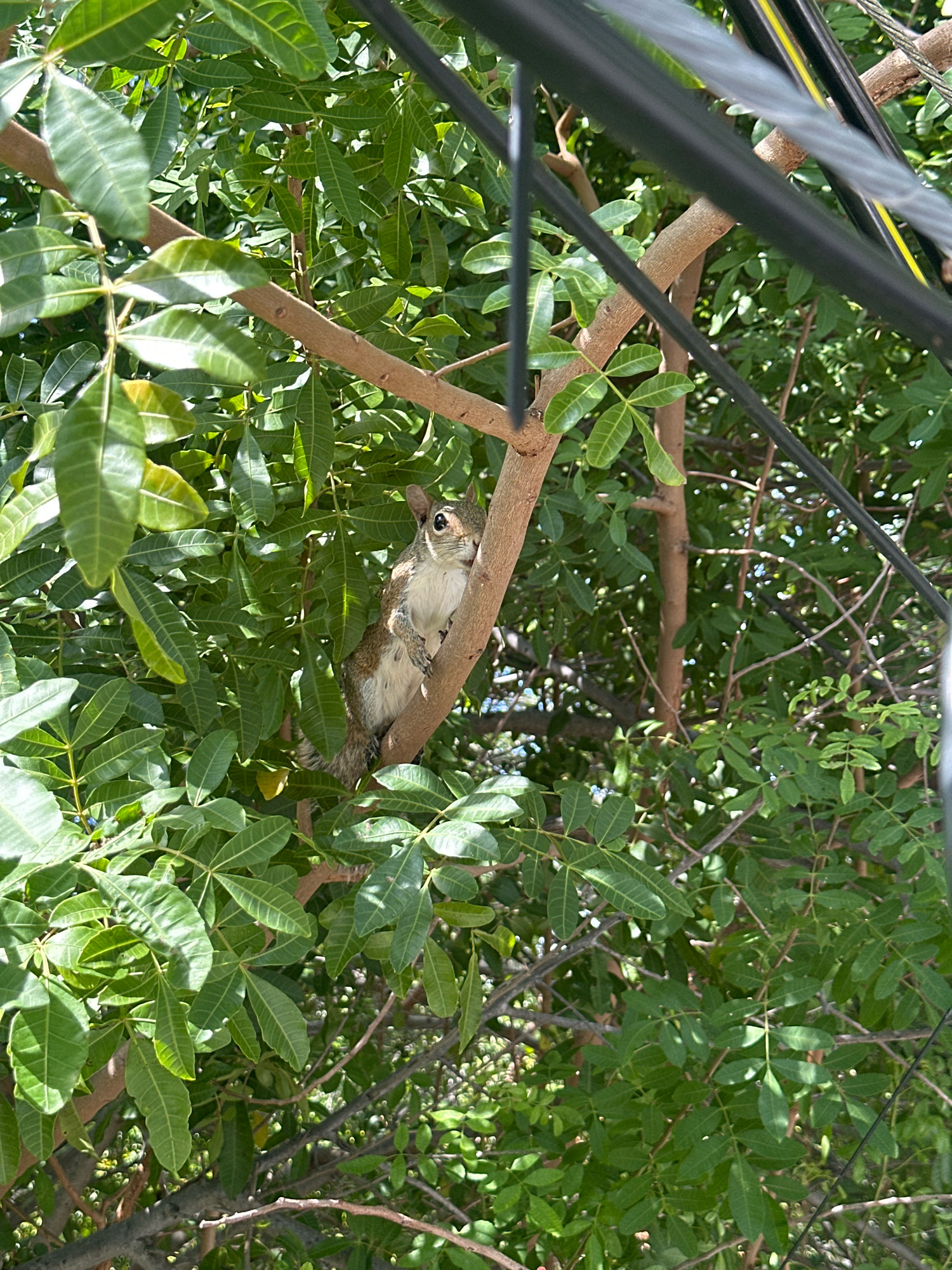 A squirrel is perched on a tree branch amidst lush green foliage. The scene appears to be outdoors, with evidence of man-made structures, such as power lines, visible in the upper portion of the frame. The location is identified as Miami Beach, United States of America. The squirrel is facing the camera, with its body angled to the left. The tree has multiple branches and is densely covered with leaves. The lighting suggests it is daytime.