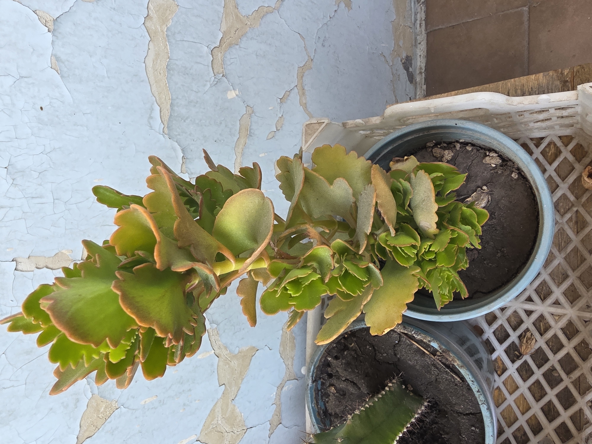 A tall, green succulent plant with reddish-brown edges on its leaves stands in a light blue pot. The pot is placed on a white plastic crate, which itself rests on a wooden surface. To the left of the succulent, another pot containing a cactus is visible. The background features a wall with peeling light blue paint. The scene appears to be an outdoor setting, possibly a balcony or patio, in Yerevan, Armenia.