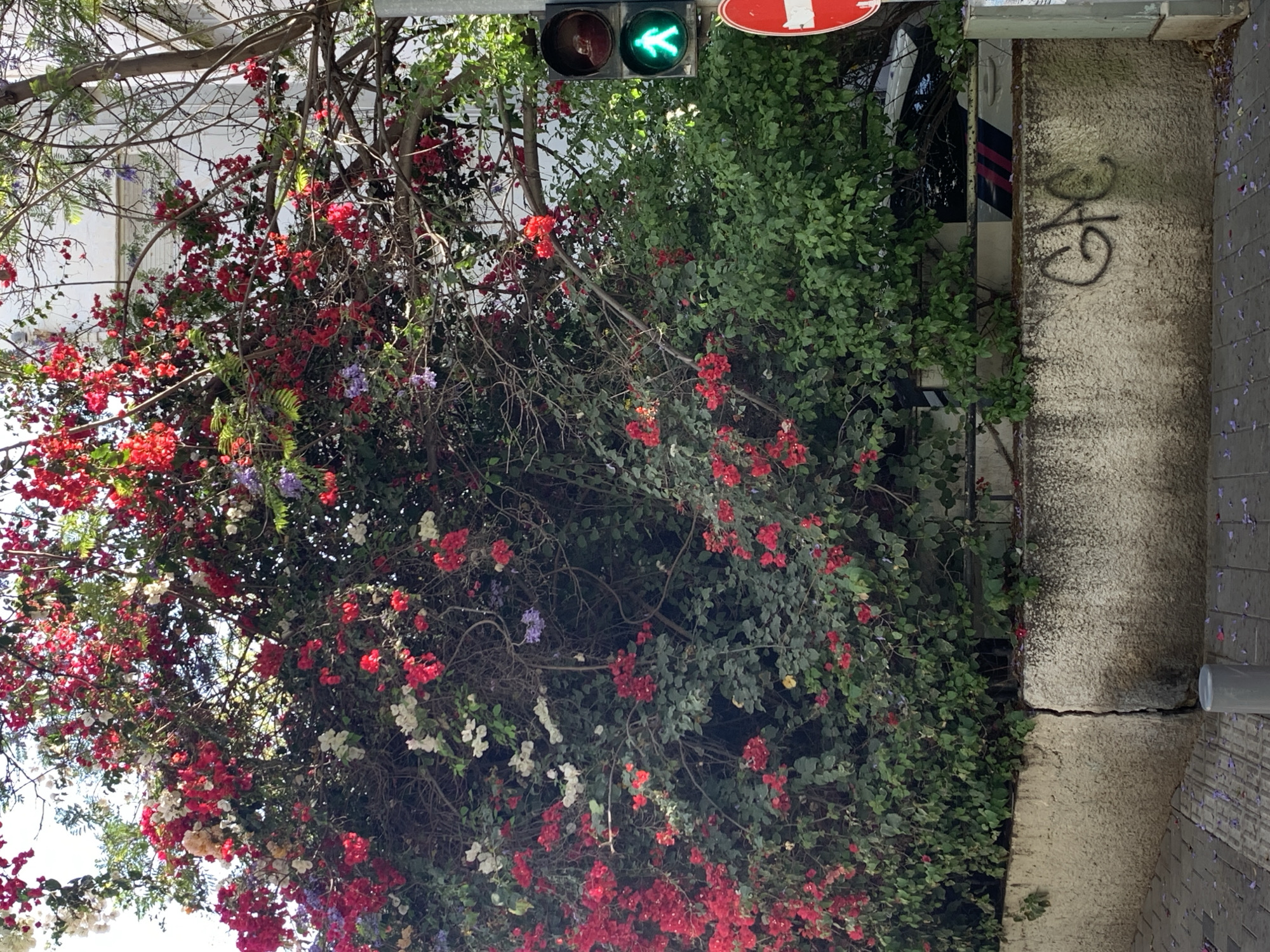 This image captures a vibrant street scene in Tel-Aviv, Israel, showcasing a dense array of flowering plants and urban infrastructure under bright daylight.
The central and dominant features are luxuriant masses of bougainvillea, displaying abundant red and white blooms, interspersed with clusters of purple flowers and rich green foliage. Bare tree branches are woven throughout the flowering bushes, suggesting mature growth.
In the upper-right quadrant, a pedestrian traffic light is visible, illuminated green with a clear walking figure, indicating it is safe for pedestrians to cross. Next to it, a red and white circular sign, possibly a traffic or warning sign, is partially visible with an indistinct white symbol on its red background.
To the right, a textured, light-colored concrete wall or pillar extends vertically. On its surface, there is graffiti in an abstract, dark script, which appears to be Hebrew. Below the wall, a paved sidewalk is visible, scattered with fallen purple petals, likely from jacaranda trees, a common sight in the region. In the background, hints of a light-colored building and other urban elements can be seen through the foliage.
The bright, even lighting indicates it is daytime with clear weather. No specific human activity is taking place, but the green pedestrian signal implies readiness for pedestrian movement. The scene blends natural beauty with typical urban settings, characteristic of a Mediterranean city like Tel-Aviv.