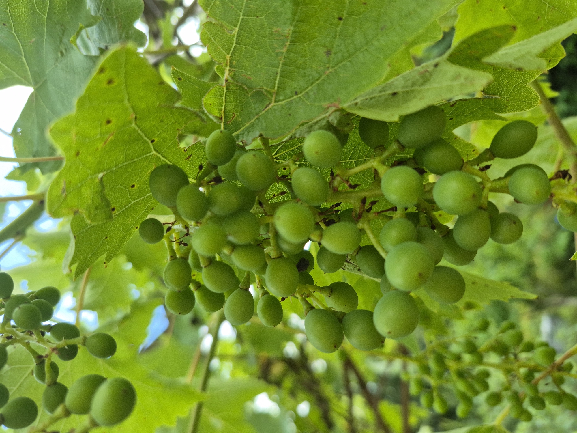 This is a close-up, vertical shot of unripe green grapes on the vine, interspersed with large, veined green grape leaves. The grapes are small and round to oval in shape, clustered together. Some grapes are slightly blurred due to the shallow depth of field. The leaves are a vibrant green, with visible veins and some minor imperfections like small dark spots. The background consists of more blurred green foliage and hints of blue sky. The lighting suggests it is daytime. The scene appears to be in an outdoor vineyard or garden. The image does not contain any people or specific identifiable landmarks that would indicate a location in the city of Trier, Germany.