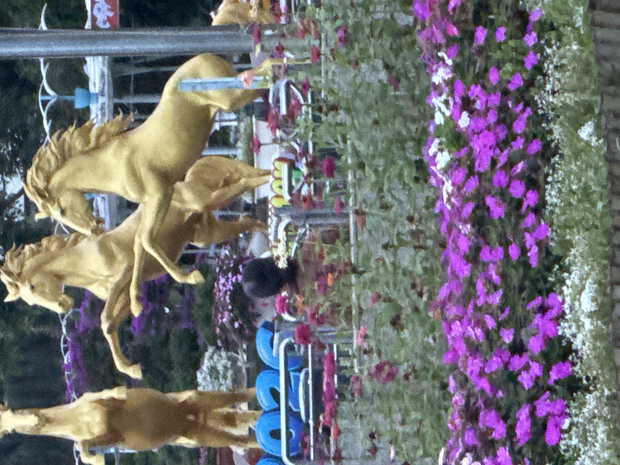 The image captures a section of a carousel featuring golden horse sculptures. The horses are depicted in dynamic poses, some rearing up. In the foreground, vibrant pink and purple flowers create a lush border, with smaller white flowers interspersed. Behind the horses, a blurred background suggests greenery and possibly other carousel elements, including blue circular seats that might be part of the ride. A portion of a pole, possibly a support for the carousel or a light fixture, is visible on the right side. In the mid-ground, a person with dark hair is visible, facing away from the camera and towards the carousel, partially obscured by the flowers and a fence. The overall impression is of an outdoor amusement park or garden attraction, likely in a temperate climate given the floral displays. Based on the presence of the specific pink and purple flowers and the general ambiance, this scene could be a carousel in the city of Lâm Viên - Đà Lạt, Vietnam, known for its floral gardens and cooler climate.