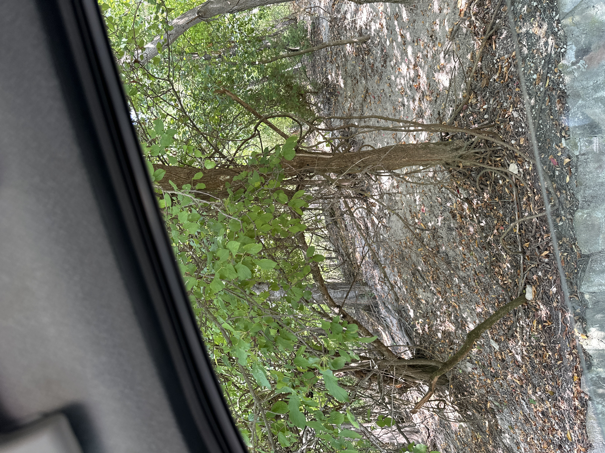 This image depicts a forested area with trees and dense foliage, viewed from inside a vehicle, as suggested by the shadow and frame in the upper portion of the image. The ground is covered with dry leaves, twigs, and some exposed tree roots. The lighting indicates a sunny day with dappled sunlight filtering through the trees. There are no people or animals visible in the image, and no specific identifiable landmarks are present to pinpoint a location within the city of Makiv, Ukraine. The scene is natural and appears to be an undeveloped or park-like area.