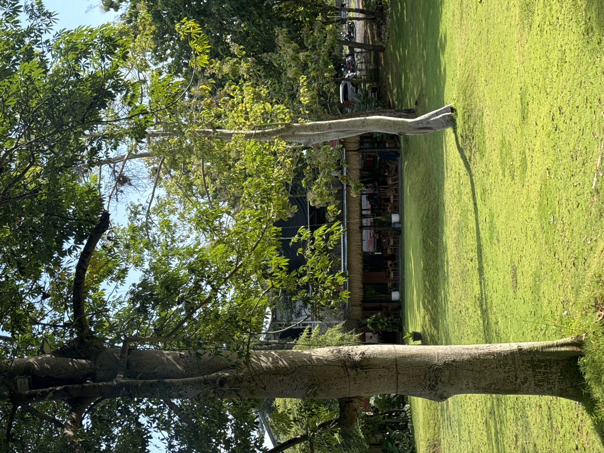 The image shows a grassy area with trees and a building in the background. The trees have thick trunks and green leaves. The grass is green and well-maintained. The building appears to have a thatched roof and outdoor seating. In the background, there are also vehicles parked along the edge of the lawn, and more dense tree cover behind the vehicles. The location is a park or garden.