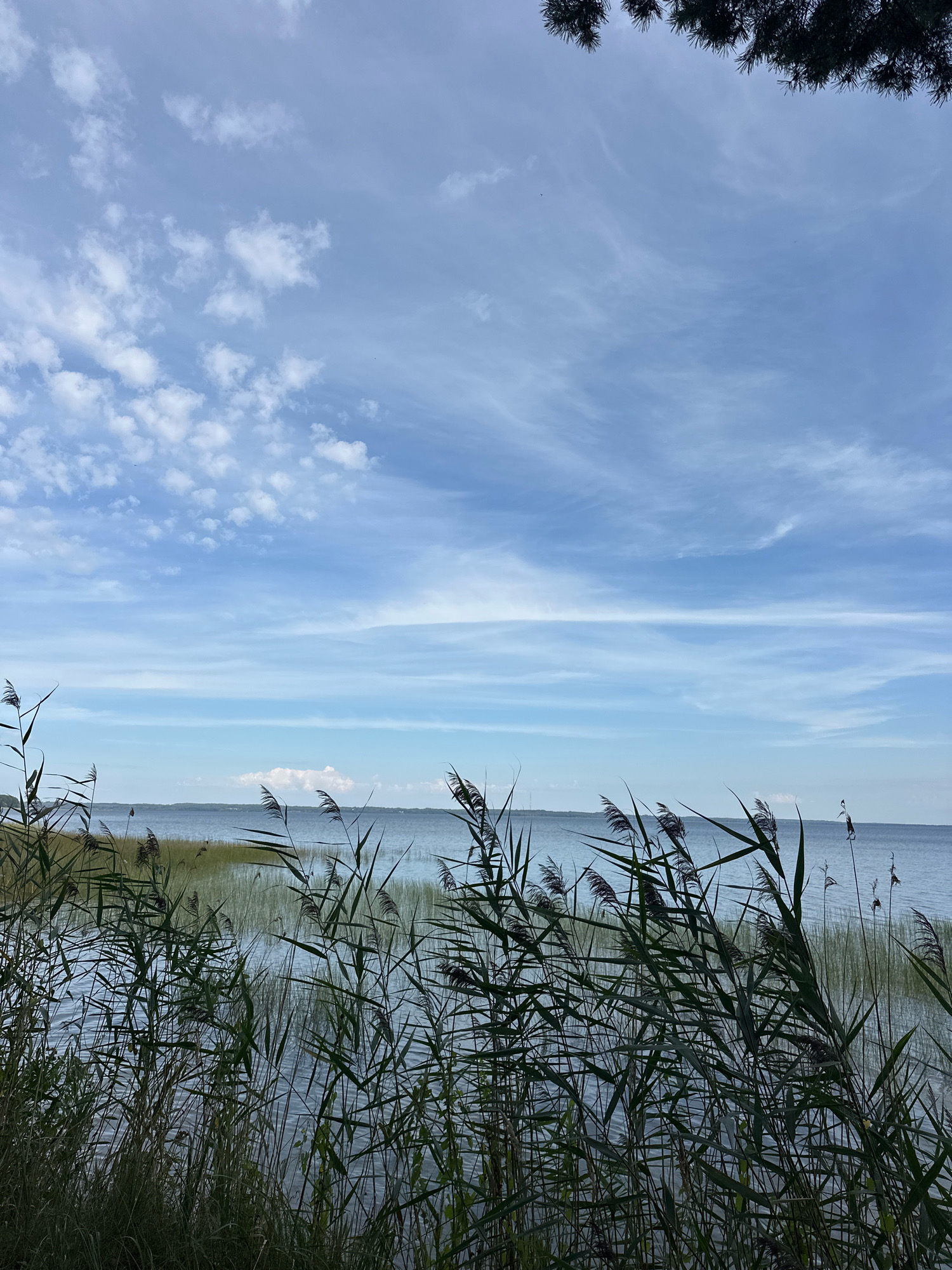 The image depicts a tranquil natural scene at the Naráč Lake in Naráč, Narachsan, Belarus. In the foreground, tall green reeds sway gently, partially obscuring the view of the calm, blue lake. The water reflects the soft light of a partly cloudy sky, where wispy white clouds drift across a pale blue expanse. A distant tree line borders the far side of the lake, adding depth to the landscape. The top edge of the image is framed by the dark needles of a conifer tree branch. No people or animals are visible in the scene, and the overall impression is one of peaceful solitude in a lakeside environment.