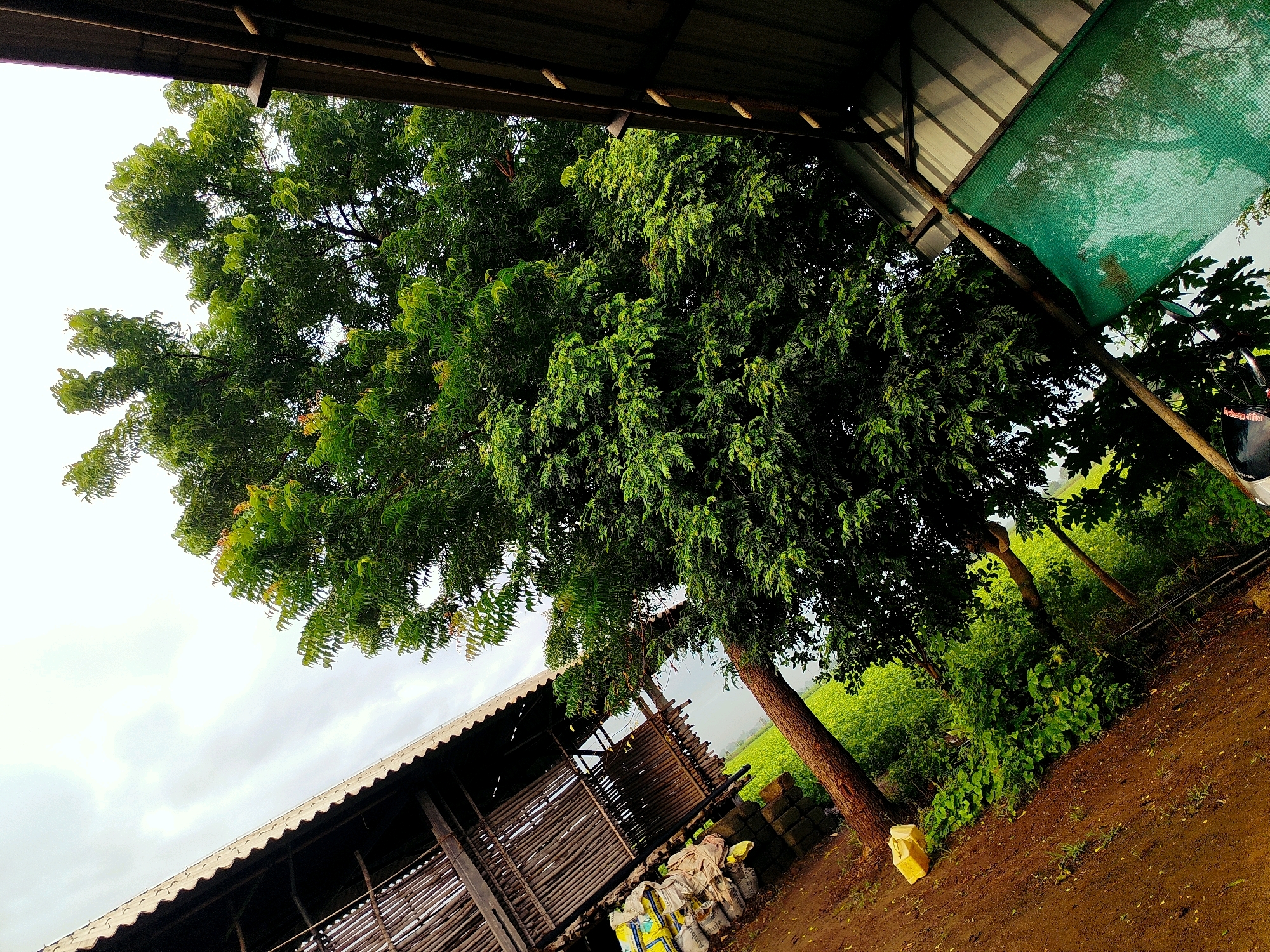 The image depicts an outdoor scene with a focus on a large, lush green tree. The tree is situated in the foreground, to the right of a rustic, open-sided structure with a corrugated roof and wooden supports. In front of the structure, there are several sacks, some yellow and white, and some appearing to be tied shut. The ground is a reddish-brown dirt, with some sparse green vegetation growing through it. In the background, beyond the tree and structure, is a field of green crops under a cloudy sky. A portion of a dark, possibly metal, roof is visible at the top of the frame, angled downwards and to the right, with a green mesh screen draped over a wooden pole beneath it. The overall impression is one of rural or agricultural surroundings, potentially in a less developed area. Based on the context provided, this scene is located in Mahuva, India. There are no people visible in the image.