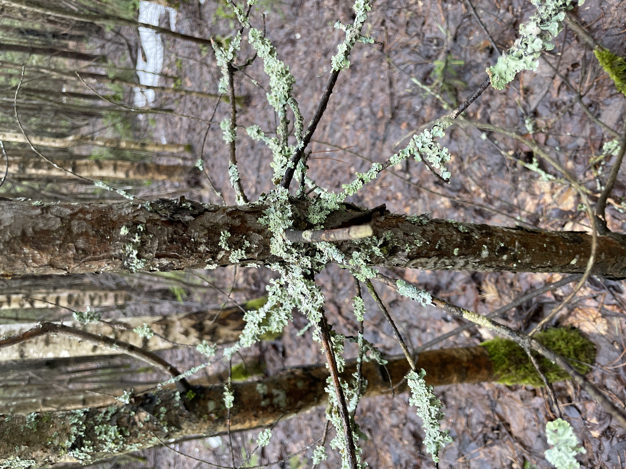 The image shows a close-up of tree branches covered in lichen and moss. The background appears to be a forest floor with fallen leaves and some other trees. The location, Zav'yalovo, Russia, is derived from the query, but there is no visual confirmation of the exact location in the image. No people, subjects, objects, actions, or interactions are directly visible.