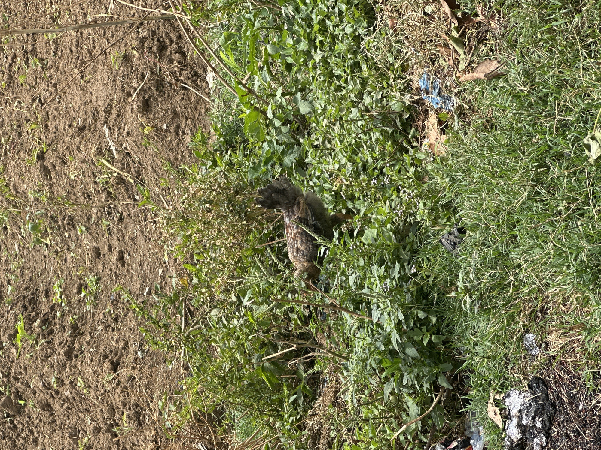 The image depicts a patch of land in Kirana, Nigeria, comprising a mix of bare soil and vegetation. The left side of the image features predominantly dry, cracked soil with scattered twigs and sparse green shoots. Moving towards the right, vegetation becomes denser, with a variety of green plants and grasses. A dead bird is lying in the center of the image within the vegetation. Debris, including bits of plastic and other discarded materials, is also visible among the plants.