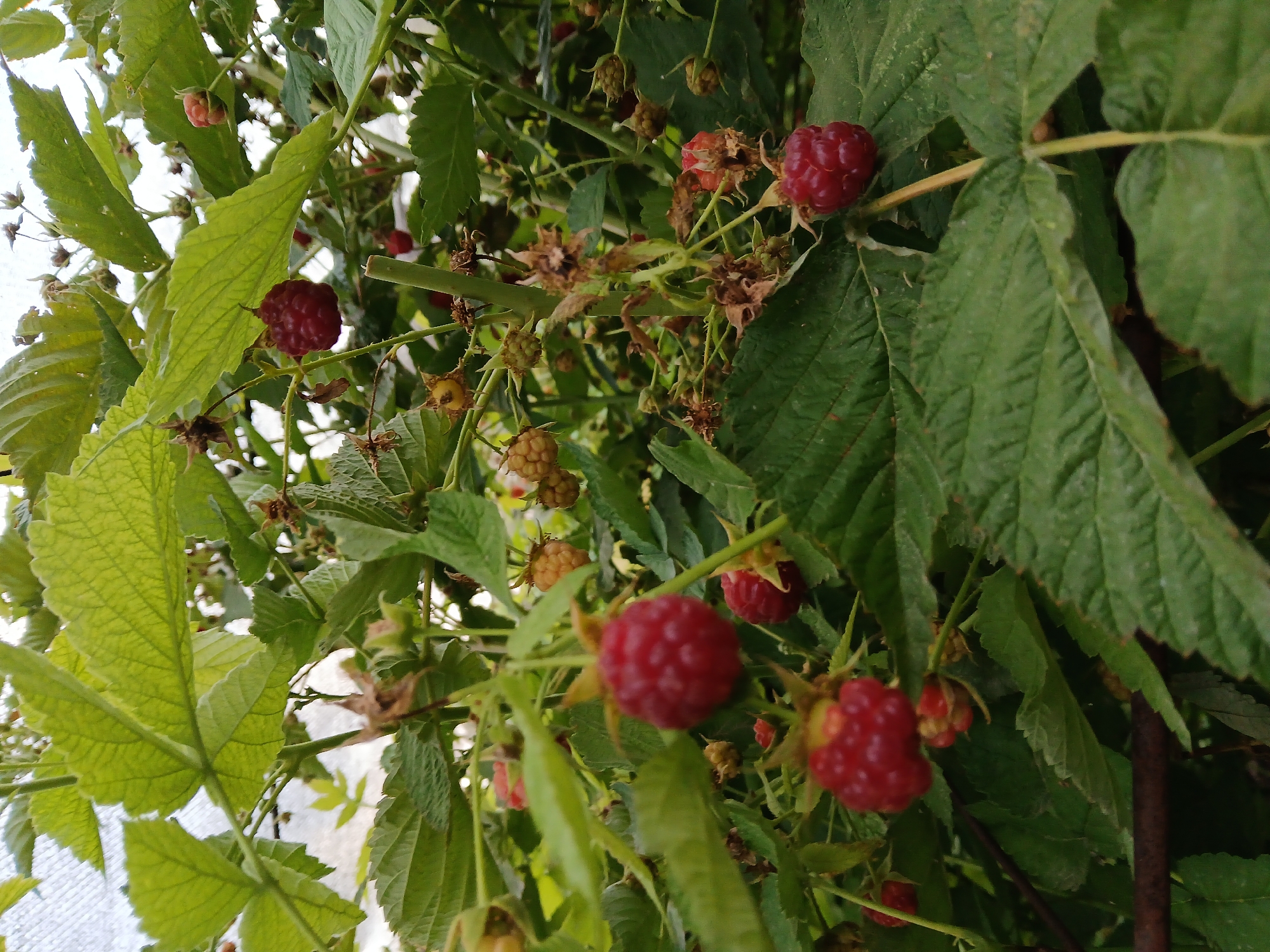This is a close-up, eye-level, outdoor, natural light photograph of a raspberry bush in Коктал, Kazakhstan. The bush is laden with ripe red raspberries, some still green or yellowish. The leaves are a vibrant green, with some dried leaves and stems also visible. The focus is on the fruit and foliage, creating a sense of abundance. The background is blurred, suggesting a natural environment such as a garden or field. There are no people or animals present in the image. The overall impression is one of a healthy, productive raspberry plant.