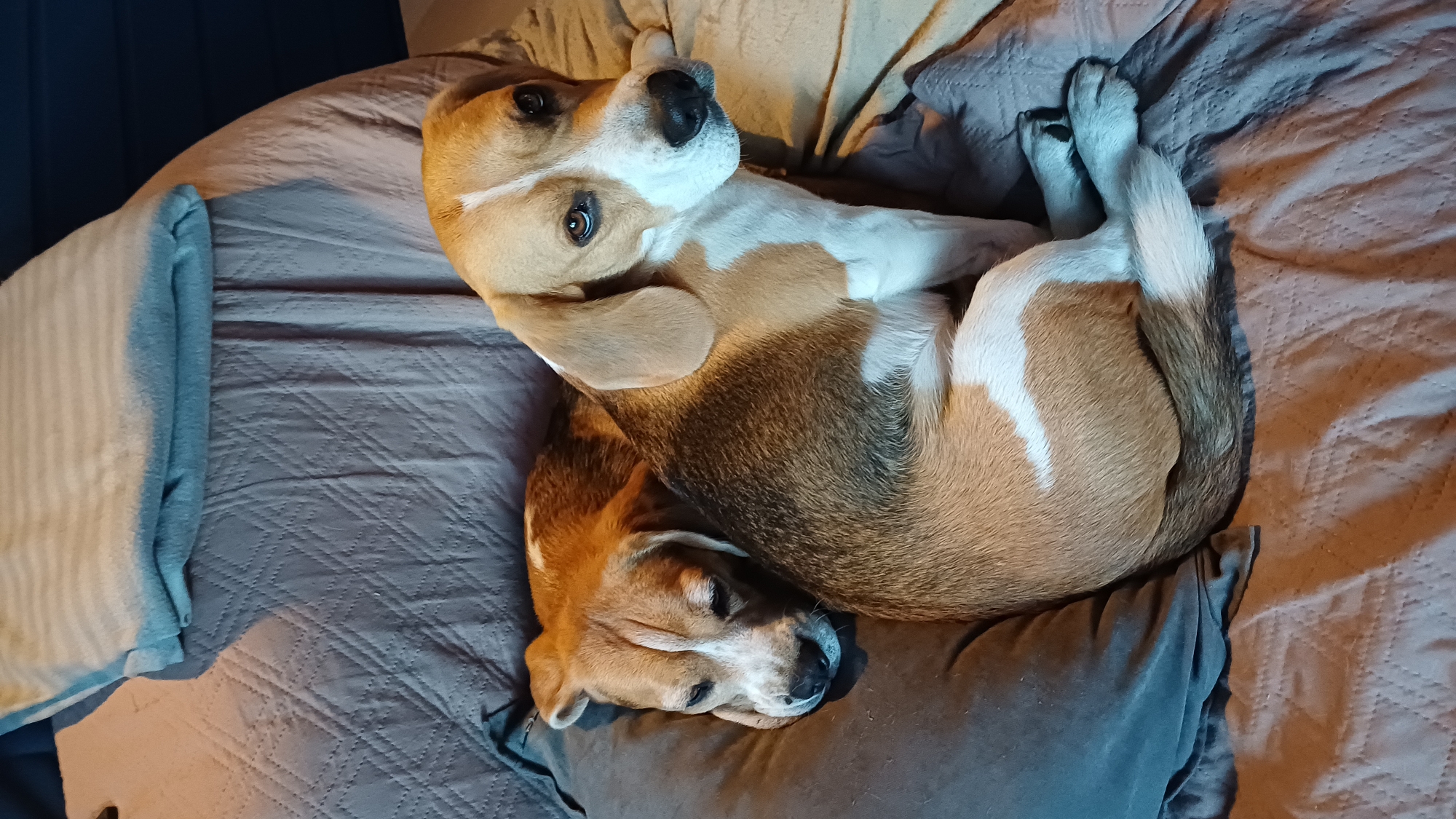 Two tri-color Beagles are resting comfortably on a bed or large couch, occupying the center of the frame. The image is taken from a slightly elevated, overhead perspective, with the scene oriented diagonally.
The upper dog is lying on its back, with its head turned towards the viewer, eyes wide open and appearing curious or content. Its white chest and belly are visible, contrasted with its brown and black markings on its sides and face. Its front paws are tucked towards its chest, and its hind paws are visible, curled up near its tail.
Nestled underneath the body of the upper dog is a second Beagle, appearing to be asleep. Its face is visible, with eyes closed, resting peacefully on a dark grey pillow. This dog's fur also displays a mix of brown, white, and black.
The dogs are on a quilted bedspread or blanket in a muted grey or blue color, which has a diamond pattern. To the left, a light-colored blanket with a blue edge is neatly rolled or folded. The lighting suggests an indoor setting with soft, warm light illuminating parts of the scene, creating gentle shadows and highlights, particularly on the dogs' fur and the bedding. No text is visible in the image. The overall mood is one of comfort and relaxation.