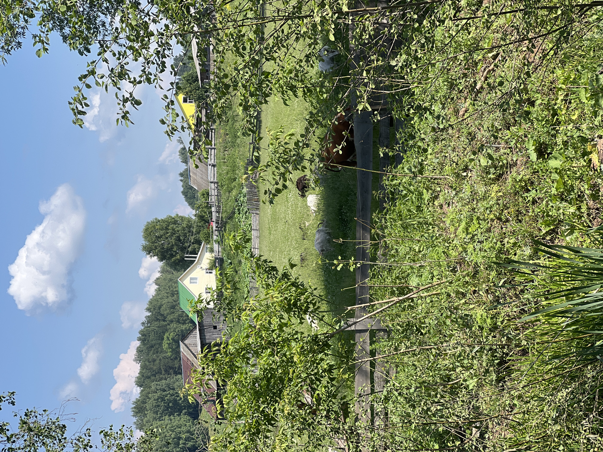 A bucolic scene unfolds in the village of Alnash, Russia, on a bright, cloud-dappled day. The foreground is dominated by lush, green foliage and tall grasses, obscuring a wooden fence that separates it from a grassy pasture. Within this pasture, several goats graze peacefully. One goat, a brown and white variety, is prominently featured, its head lowered to the ground. Another goat, predominantly white, stands nearby, also feeding. Further in the distance, other goats are visible, their forms softened by the greenery. Beyond the pasture, a rustic village scene emerges. A traditional wooden house with a weathered, gray roof stands next to a bright yellow house with a contrasting green roof. Behind these, a dense forest of trees forms a verdant backdrop. The sky above is a vibrant blue, punctuated by fluffy white clouds, casting a sense of serene tranquility over the rural landscape.