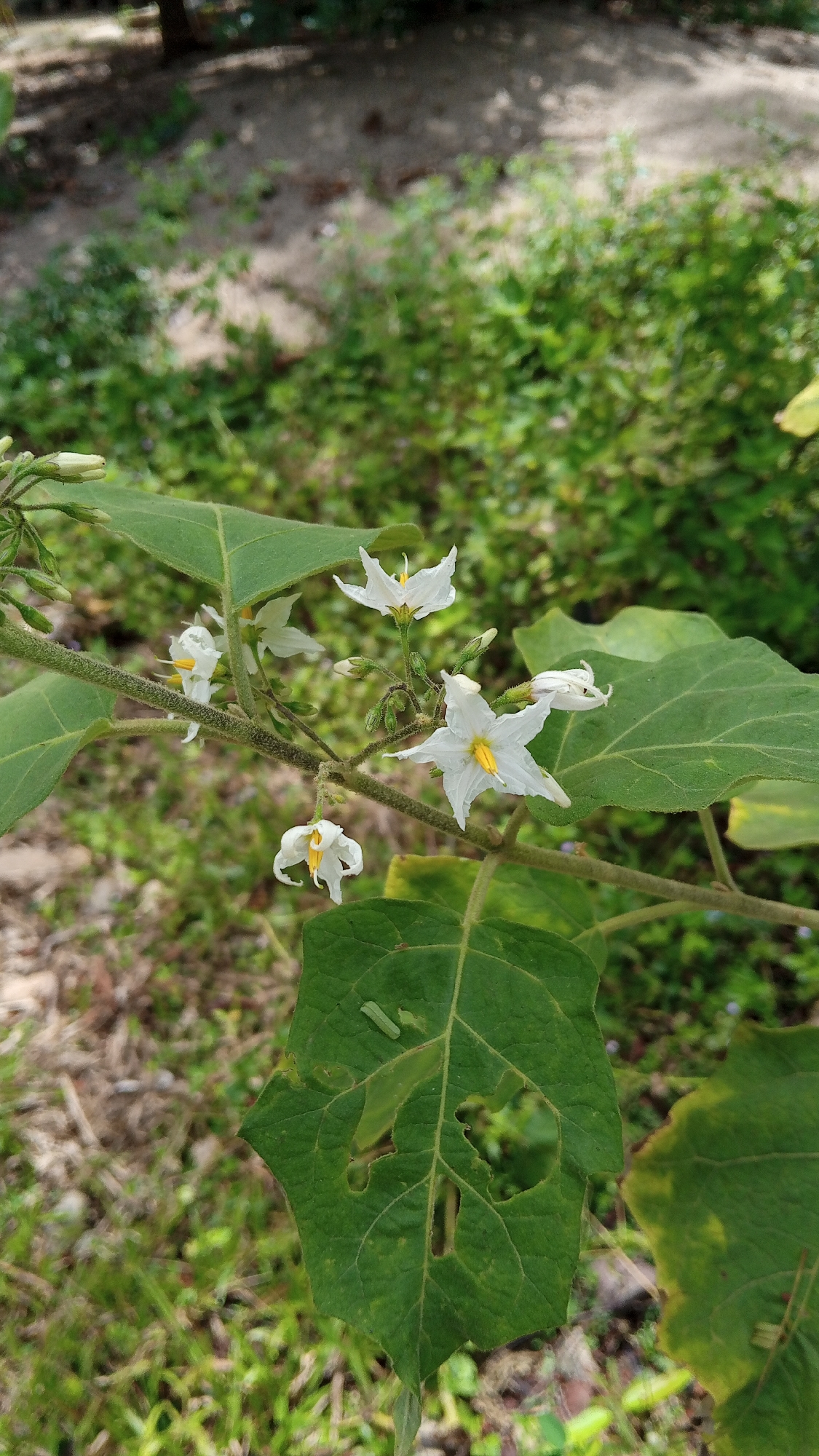 In Kebonbaru, Indonesia, a close-up shot captures a branch of a plant featuring several delicate white flowers with yellow centers. The flowers are star-shaped and some are beginning to droop, while others are in full bloom. Numerous green buds are also visible along the stem, suggesting ongoing growth. Large, textured green leaves with visible veins are present, some showing signs of minor damage and holes. A tiny, light green caterpillar is positioned on one of the leaves. The background is softly blurred, showing a mix of green foliage, dry leaves, and sandy soil, indicating an outdoor, natural setting. The lighting suggests it is daytime.